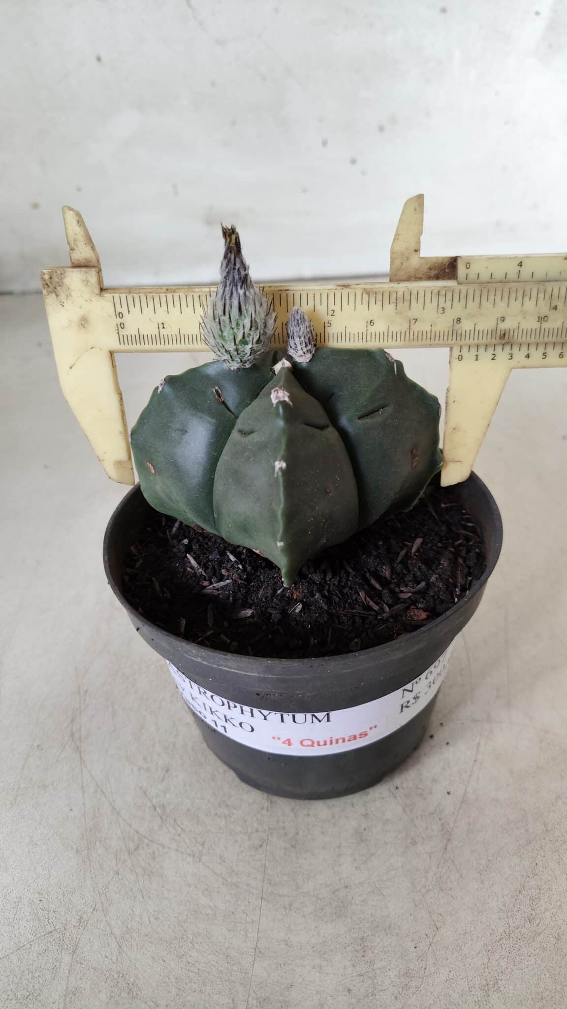 ASTROPHYTUM cv KIKKO "4 Quinas" Nº 697 – vaso 11