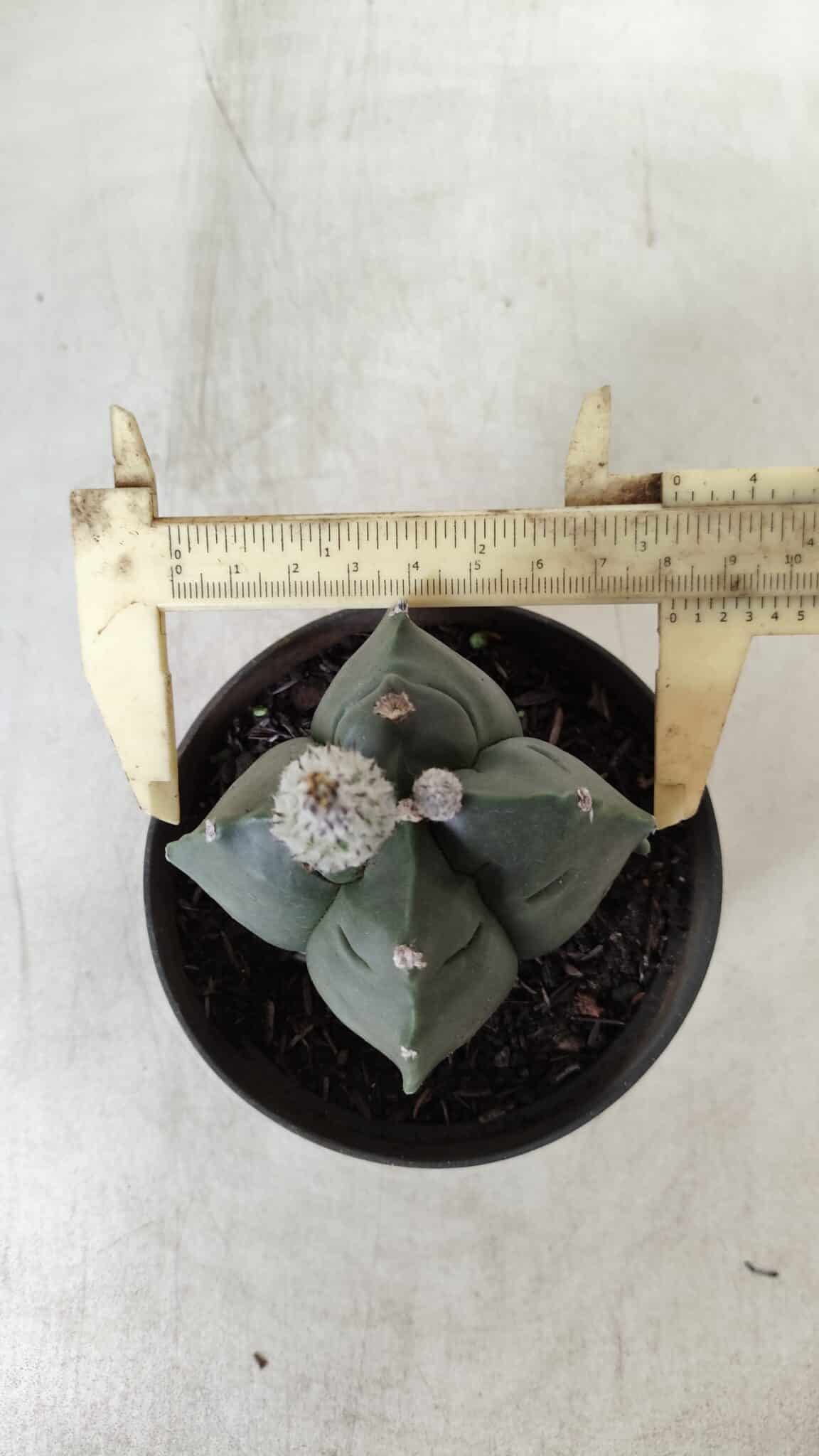 ASTROPHYTUM cv KIKKO "4 Quinas" Nº 697 – vaso 11