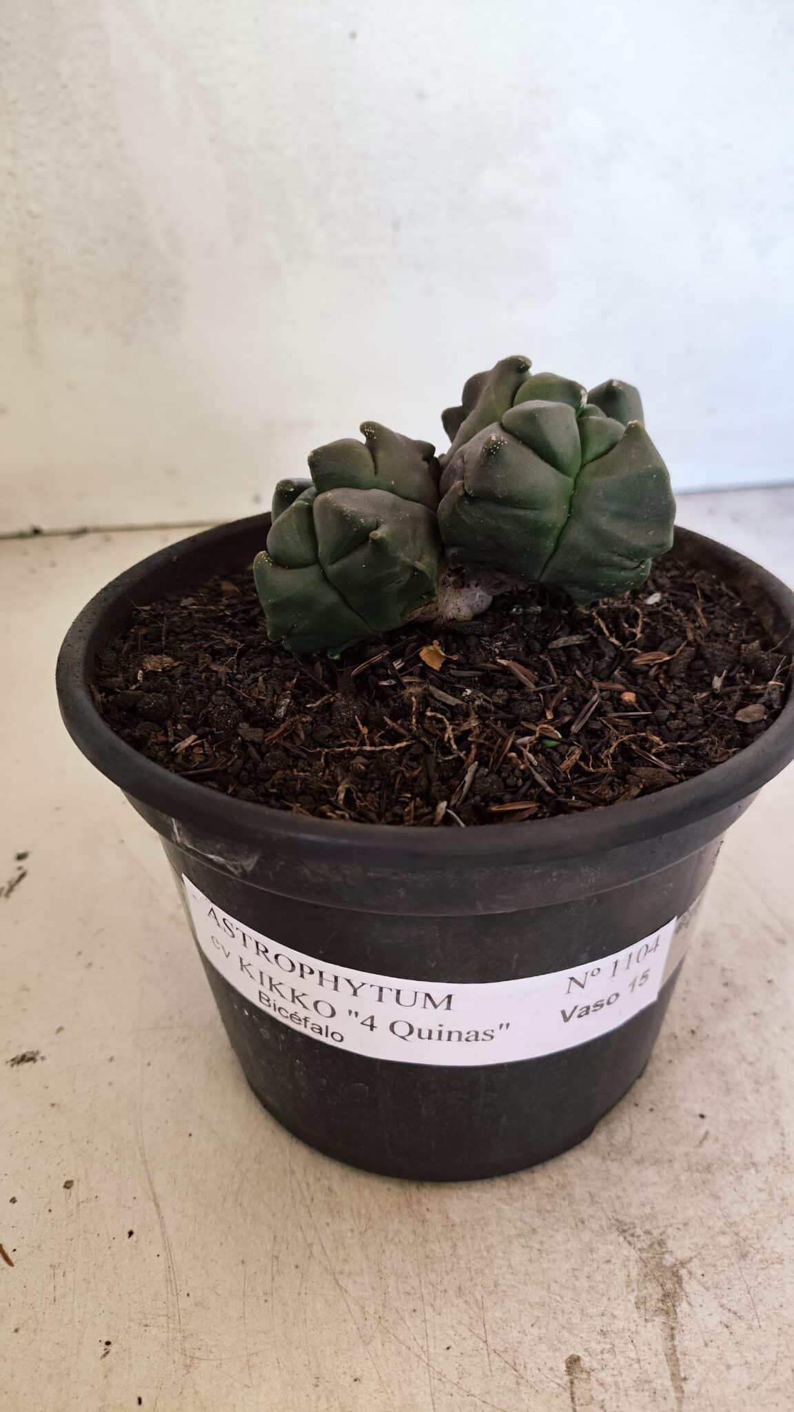 MATRIZ ASTROPHYTUM cv KIKKO "4 QUINAS - Bicefalo"  Nº 1104 – vaso 15 - foto 2