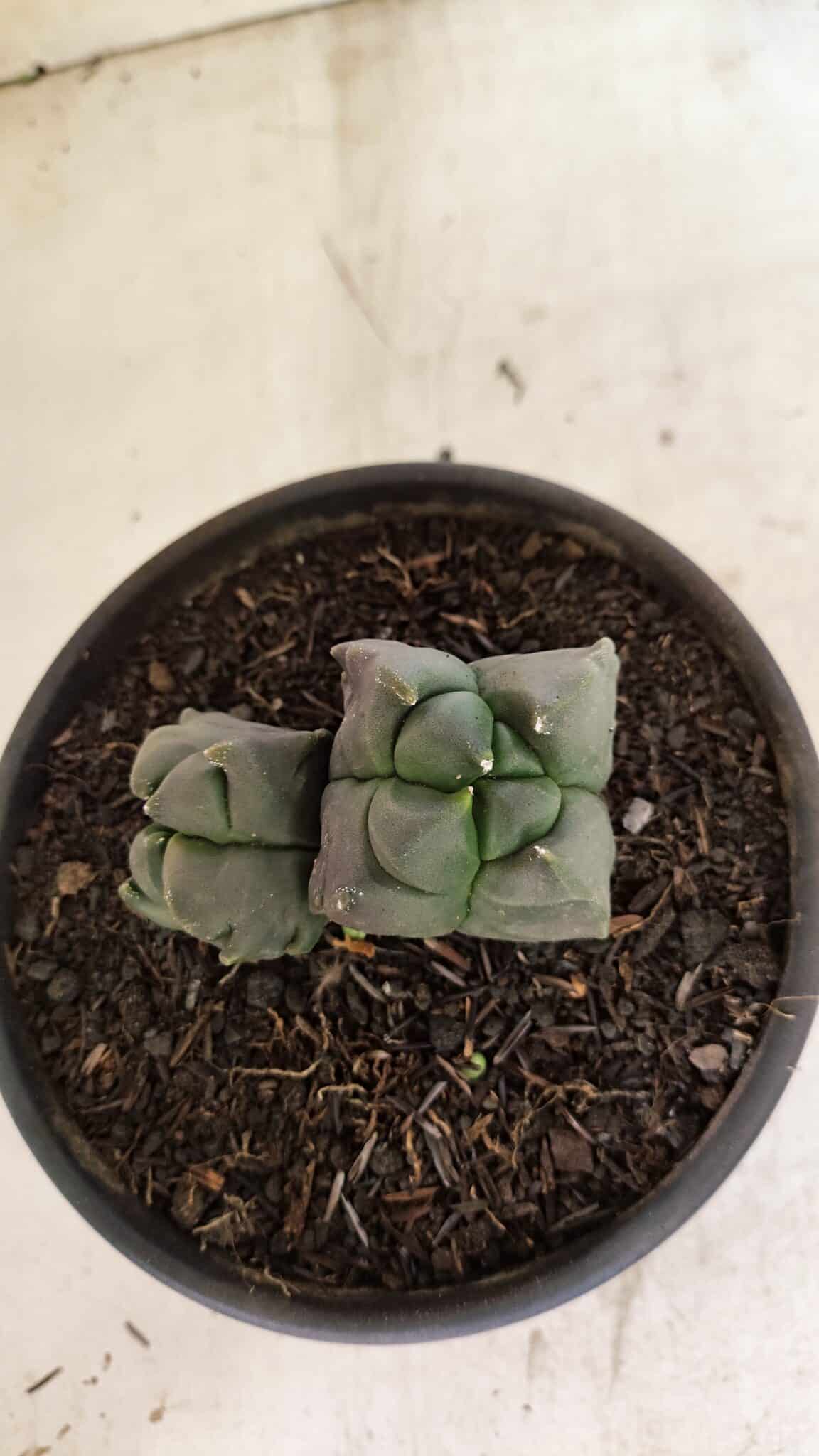 MATRIZ ASTROPHYTUM cv KIKKO "4 QUINAS - Bicefalo"  Nº 1104 – vaso 15 - foto 9