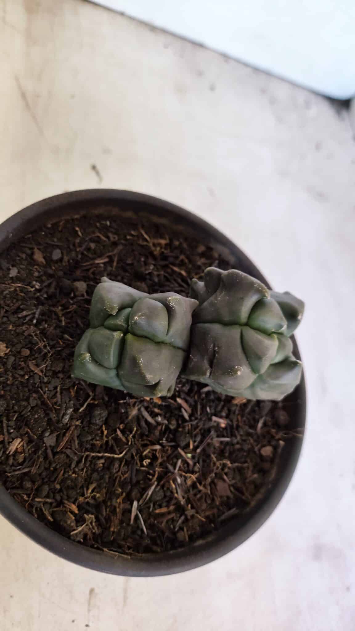 MATRIZ ASTROPHYTUM cv KIKKO "4 QUINAS - Bicefalo"  Nº 1104 – vaso 15 - foto 8