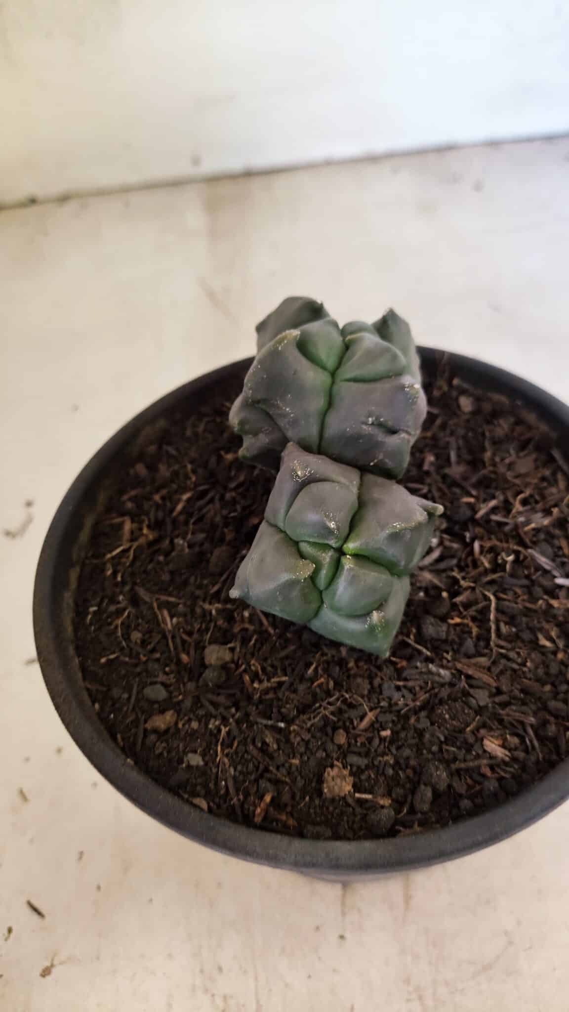 MATRIZ ASTROPHYTUM cv KIKKO "4 QUINAS - Bicefalo"  Nº 1104 – vaso 15 - foto 7