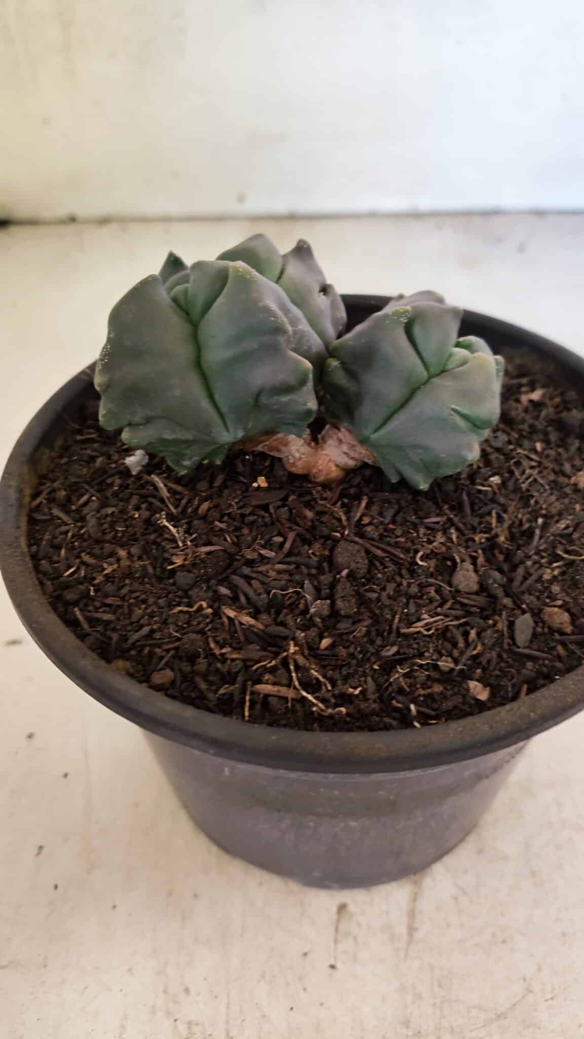 MATRIZ ASTROPHYTUM cv KIKKO "4 QUINAS - Bicefalo"  Nº 1104 – vaso 15 - foto 6
