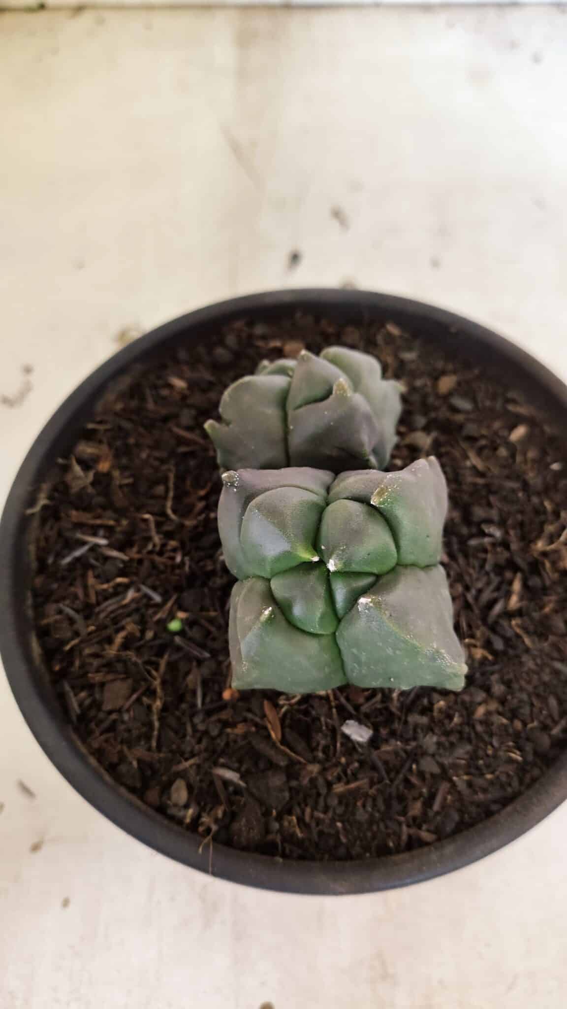 MATRIZ ASTROPHYTUM cv KIKKO "4 QUINAS - Bicefalo"  Nº 1104 – vaso 15 - foto 5