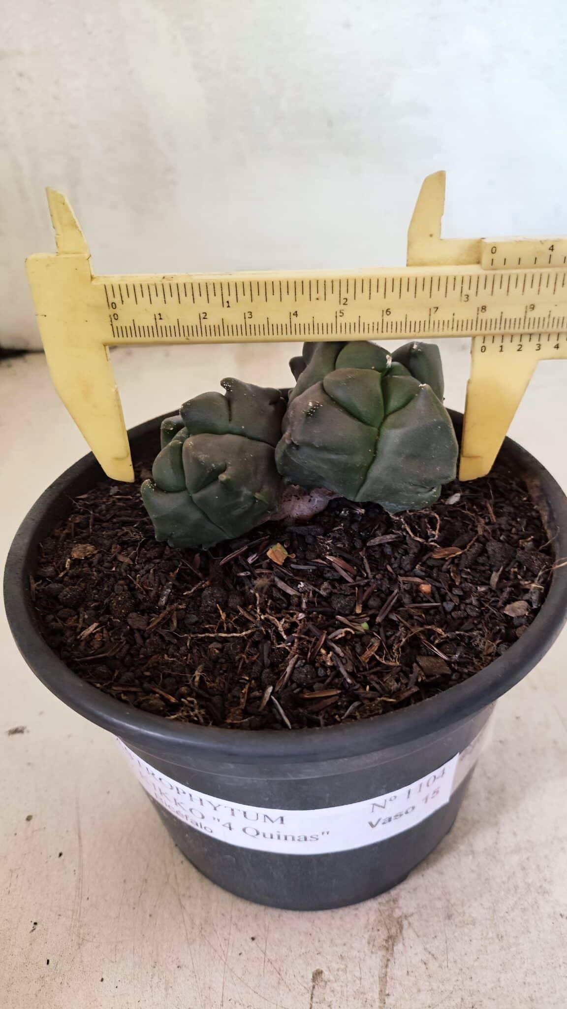 MATRIZ ASTROPHYTUM cv KIKKO "4 QUINAS - Bicefalo"  Nº 1104 – vaso 15 - foto 4
