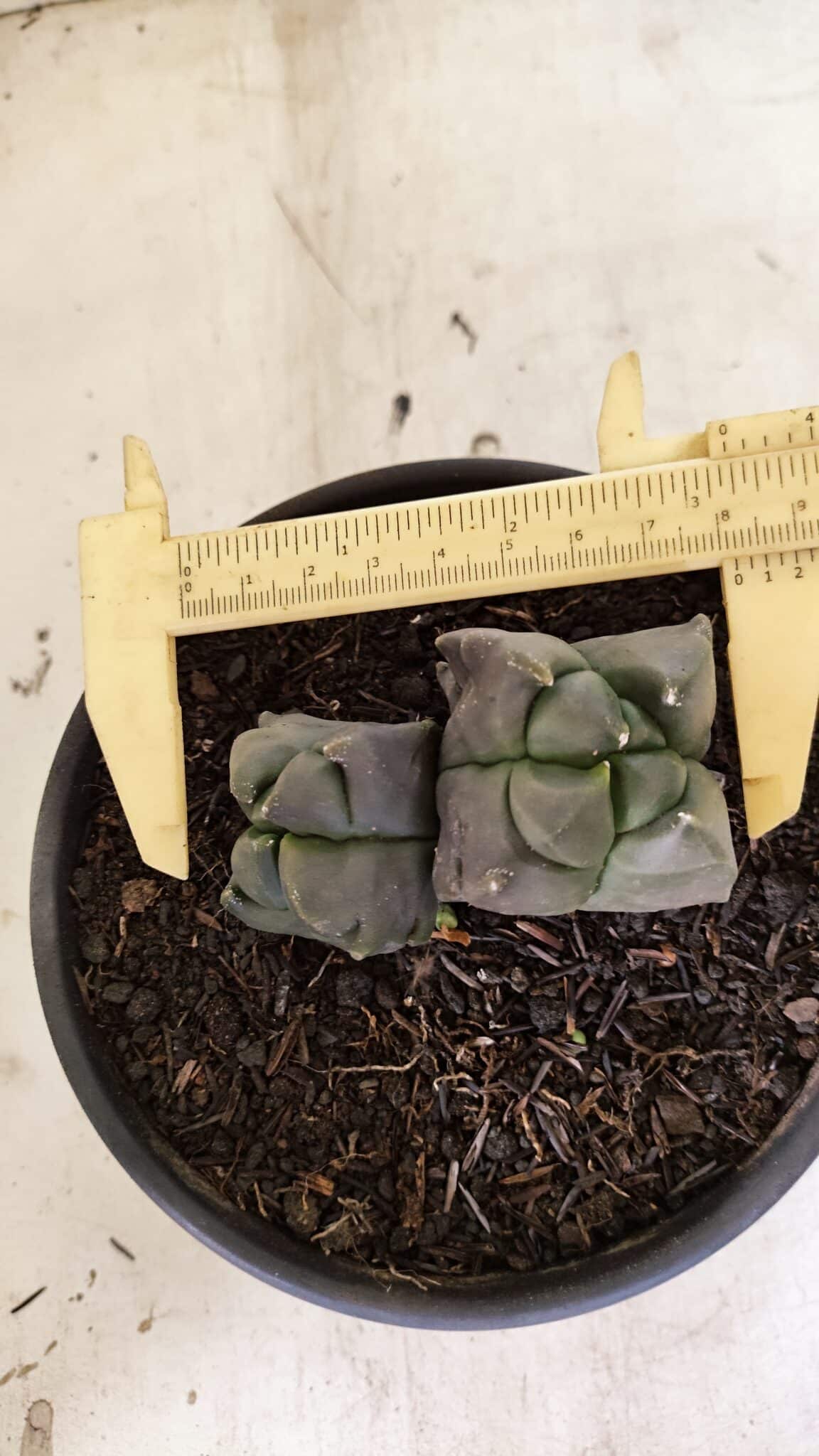 MATRIZ ASTROPHYTUM cv KIKKO "4 QUINAS - Bicefalo"  Nº 1104 – vaso 15 - foto 3