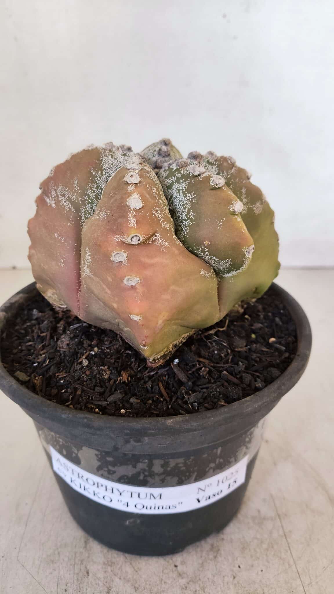 ASTROPHYTUM cv KIKKO "4 Quinas" Nº 1025 – vaso 15