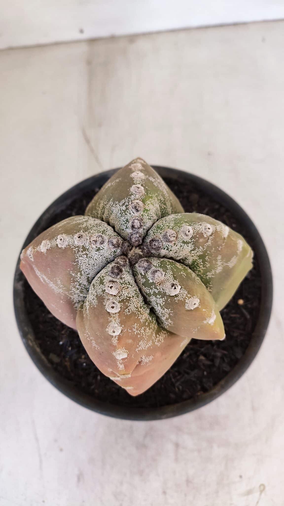 ASTROPHYTUM cv KIKKO "4 Quinas" Nº 1025 – vaso 15
