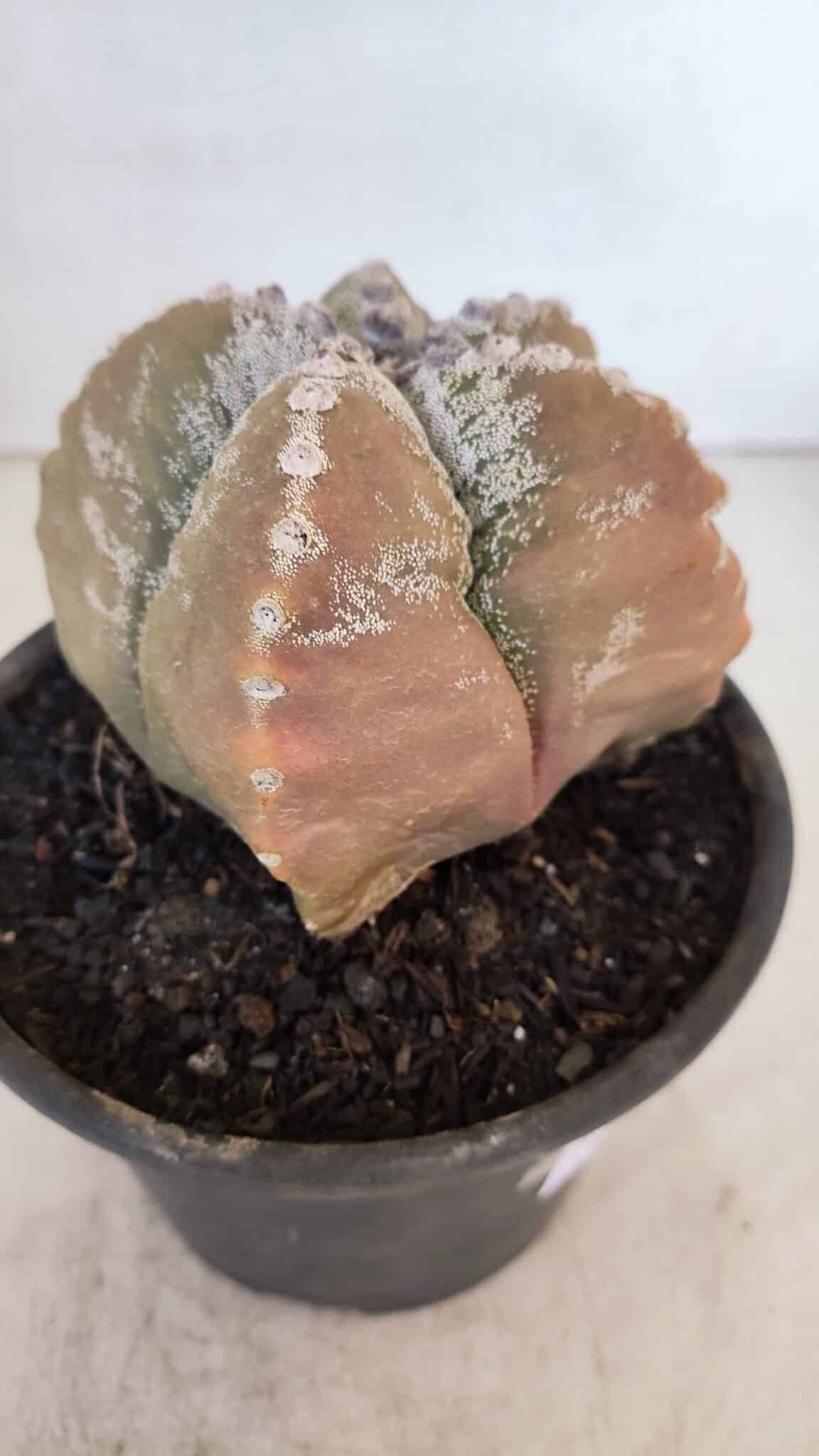 ASTROPHYTUM cv KIKKO "4 Quinas" Nº 1025 – vaso 15