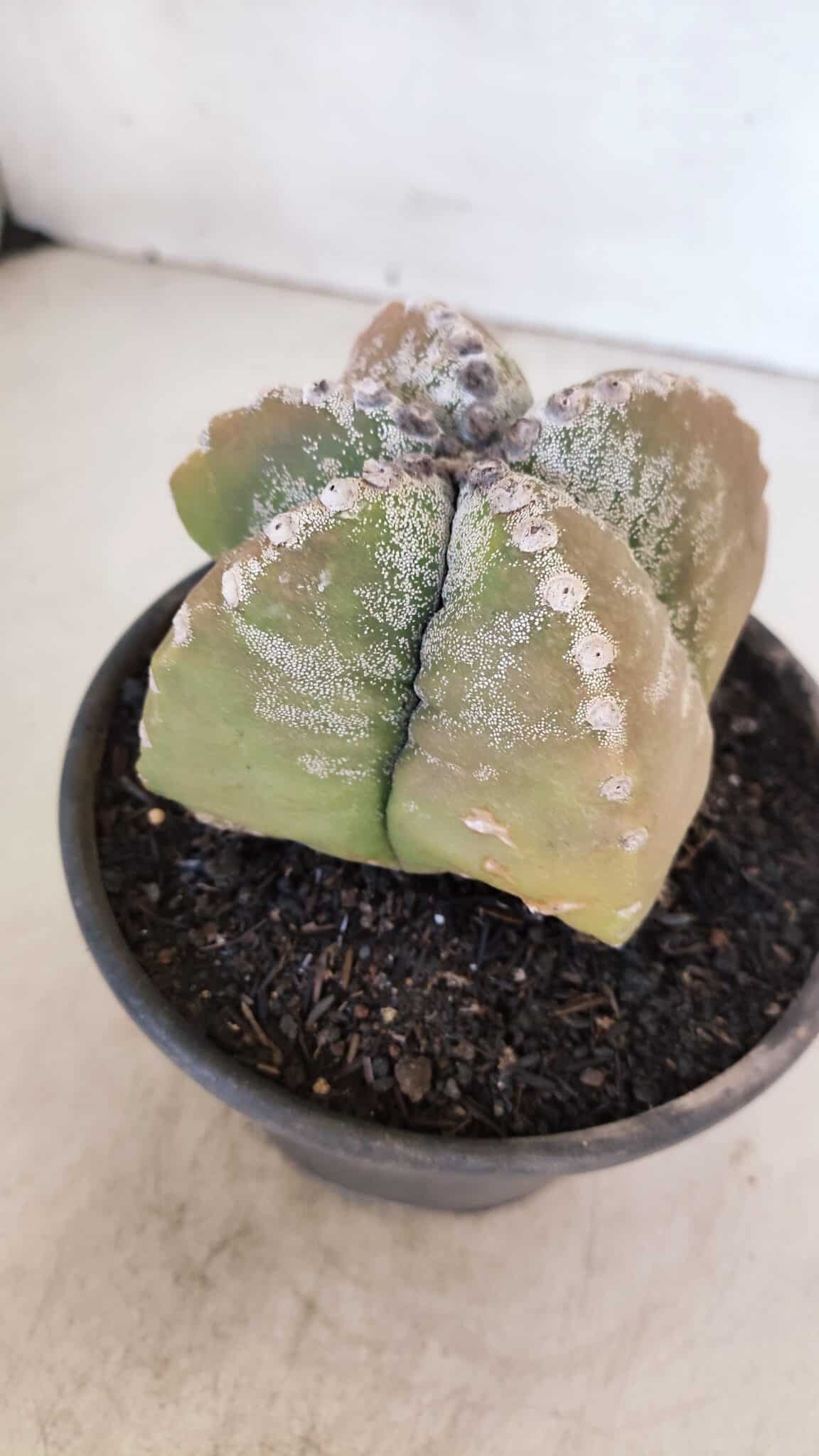 ASTROPHYTUM cv KIKKO "4 Quinas" Nº 1025 – vaso 15