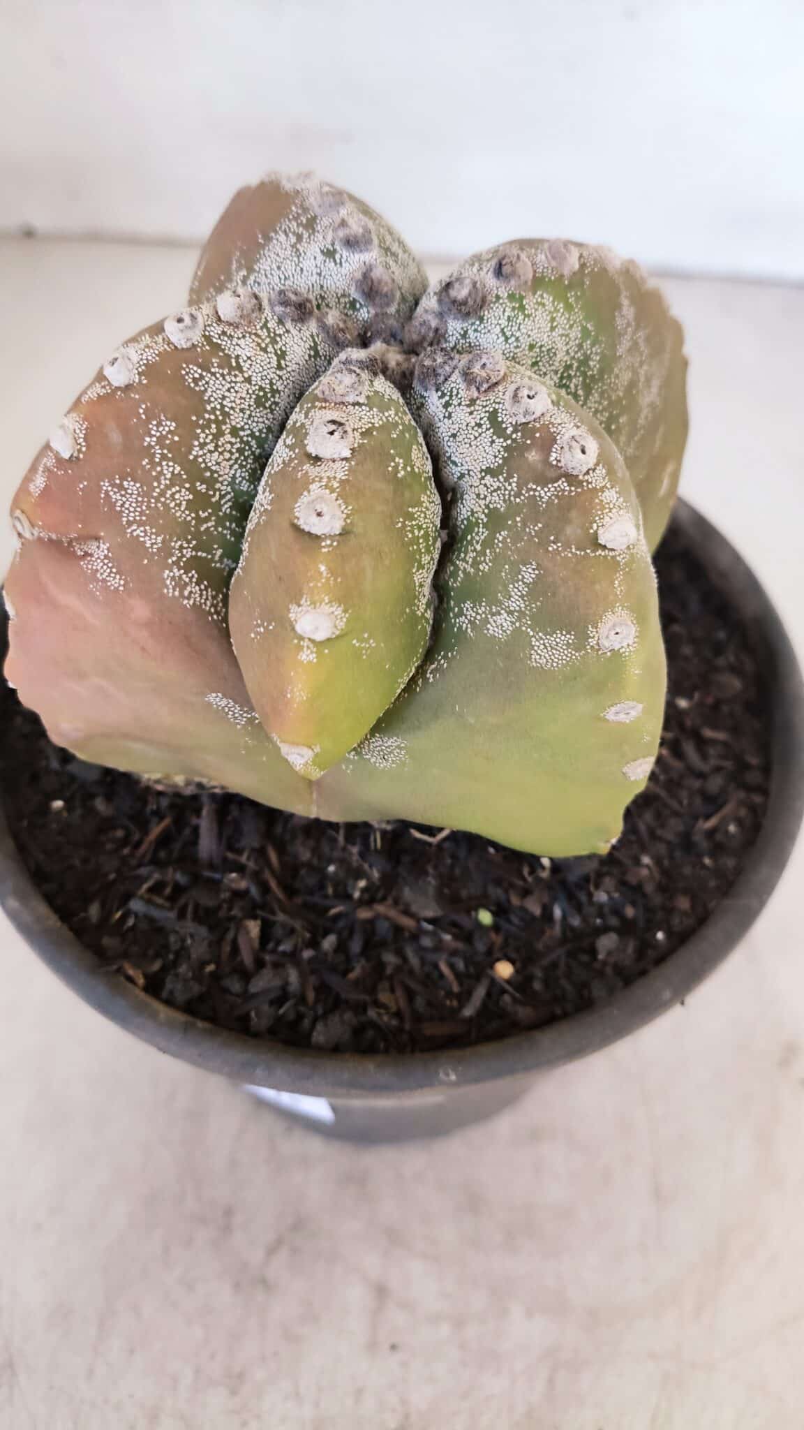 ASTROPHYTUM cv KIKKO "4 Quinas" Nº 1025 – vaso 15