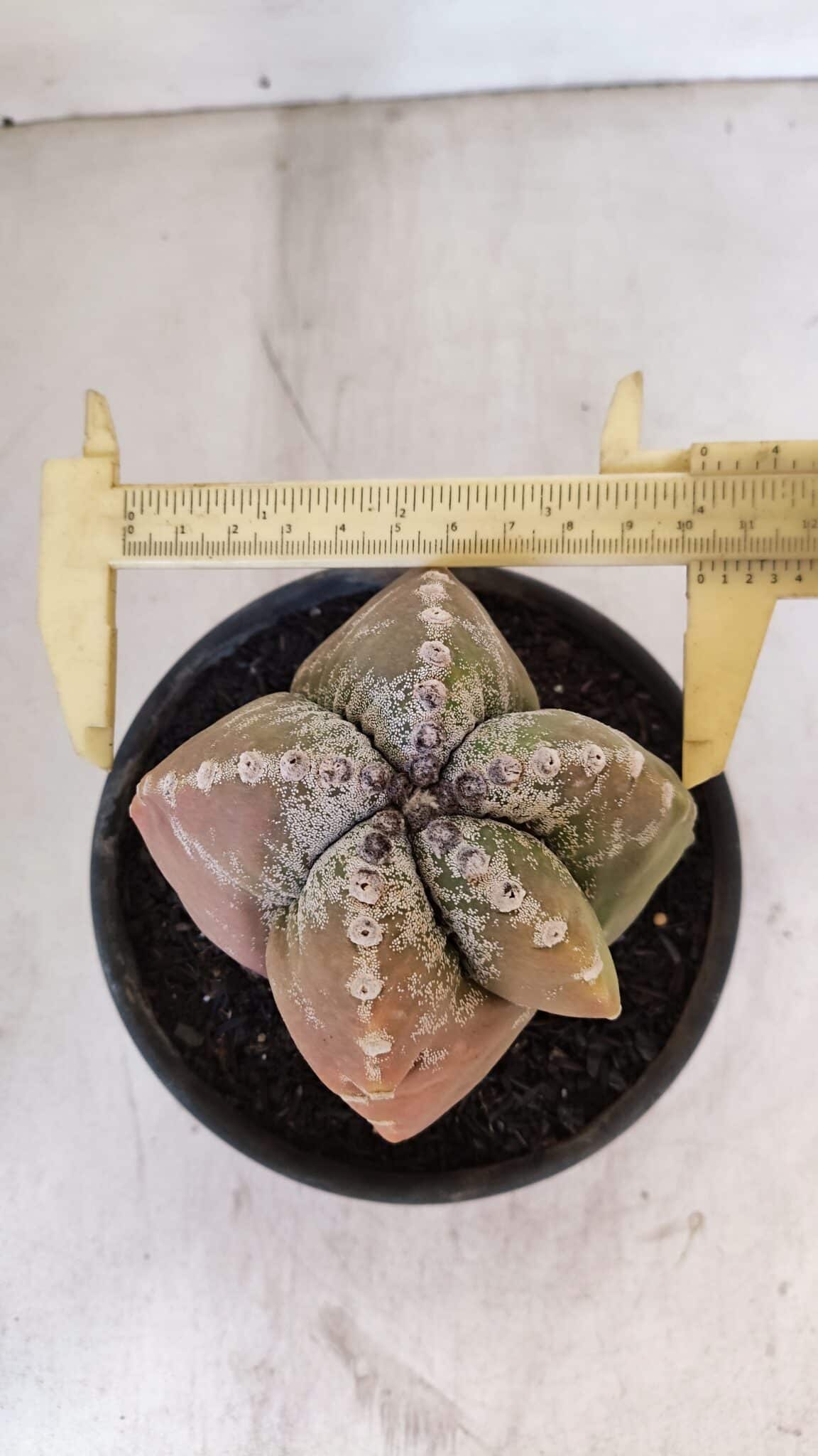 ASTROPHYTUM cv KIKKO "4 Quinas" Nº 1025 – vaso 15