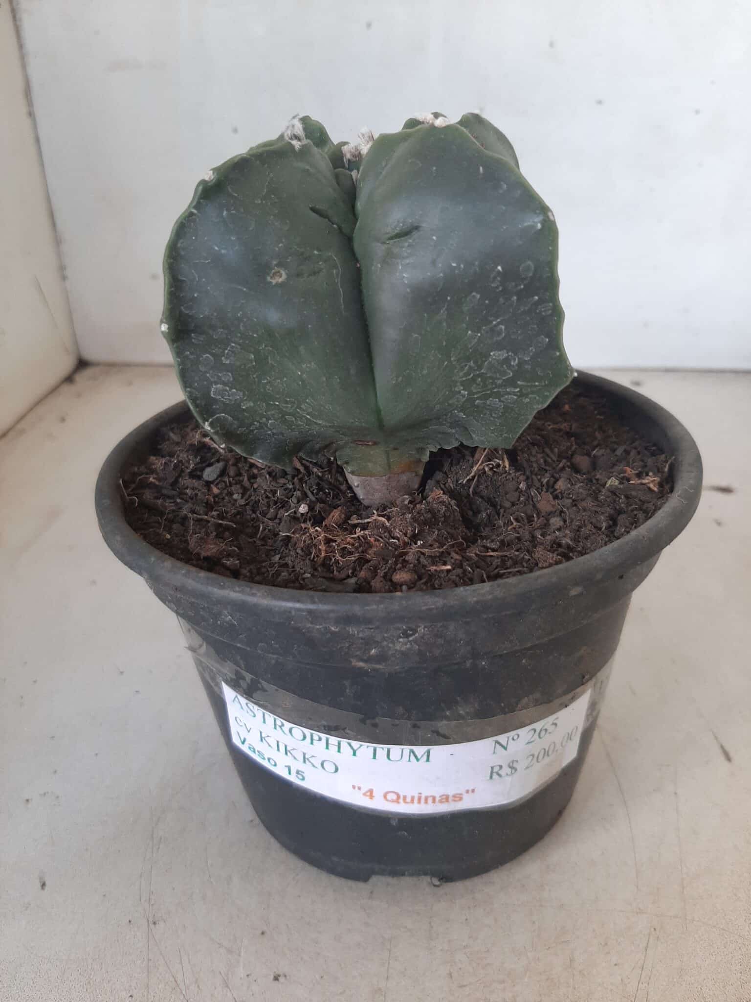 ASTROPHYTUM cv KIKKO "4 quinas" Nº 265 – vaso 11