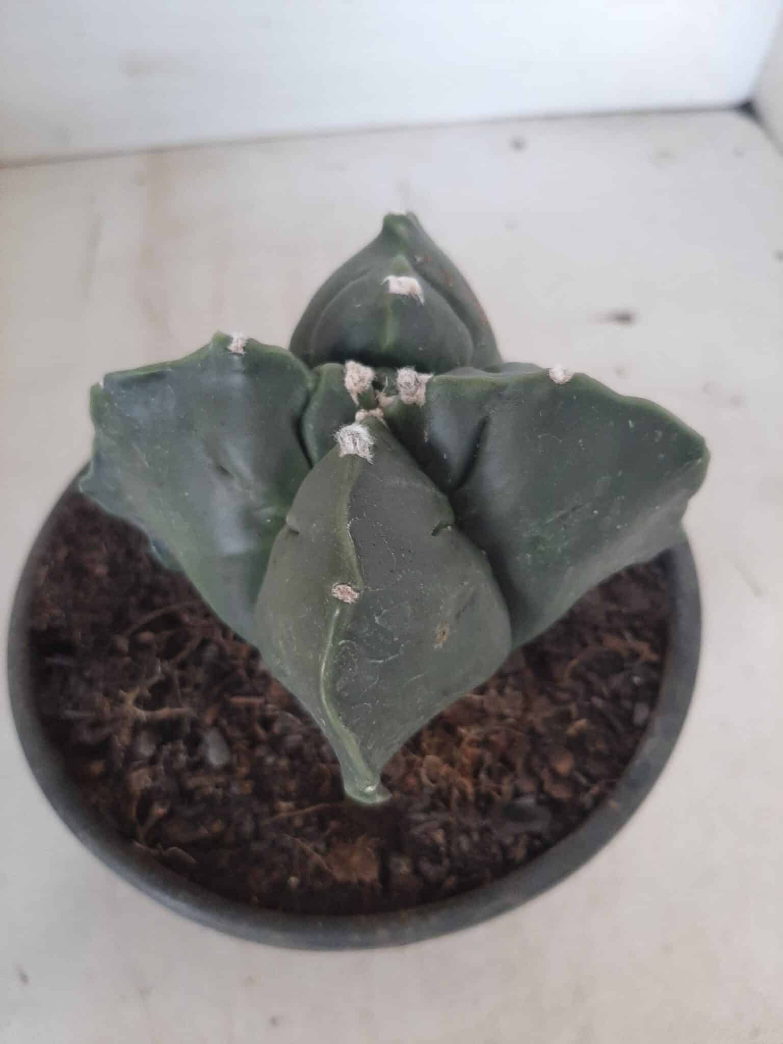 ASTROPHYTUM cv KIKKO "4 quinas" Nº 265 – vaso 11