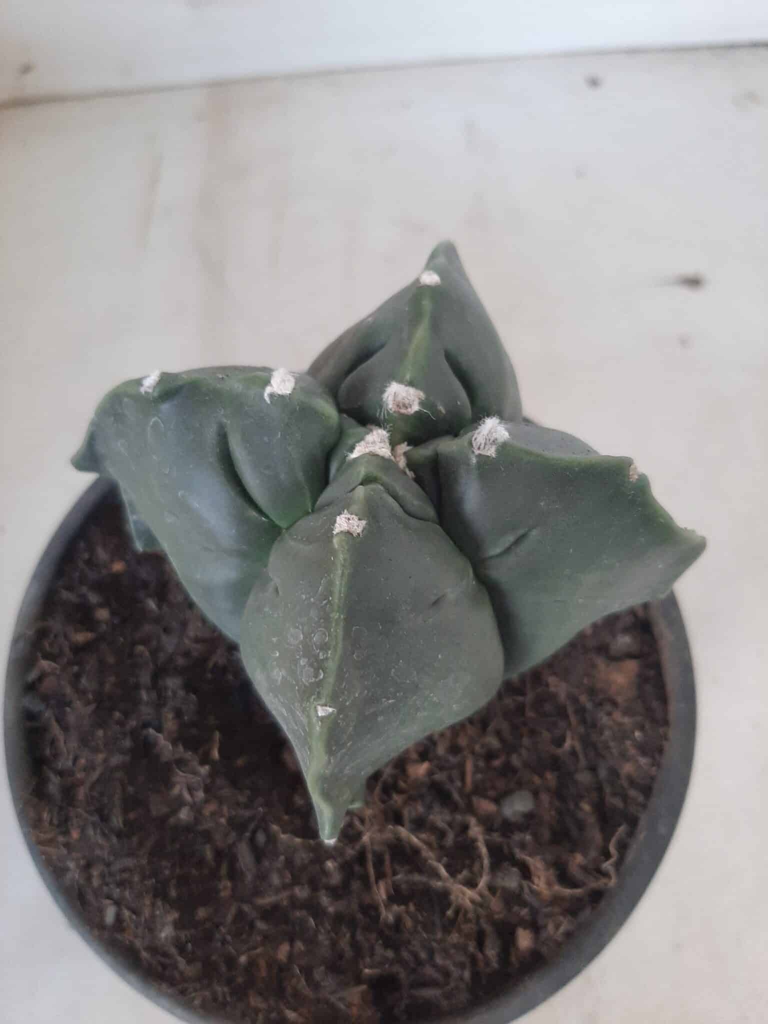 ASTROPHYTUM cv KIKKO "4 quinas" Nº 265 – vaso 11