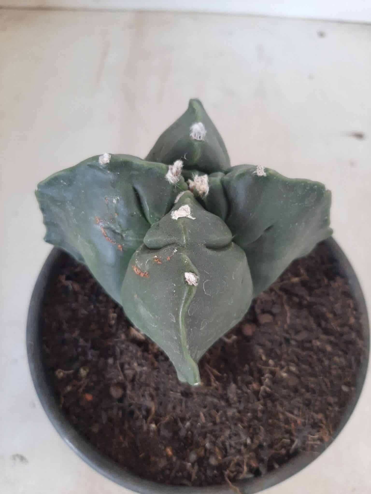 ASTROPHYTUM cv KIKKO "4 quinas" Nº 265 – vaso 11
