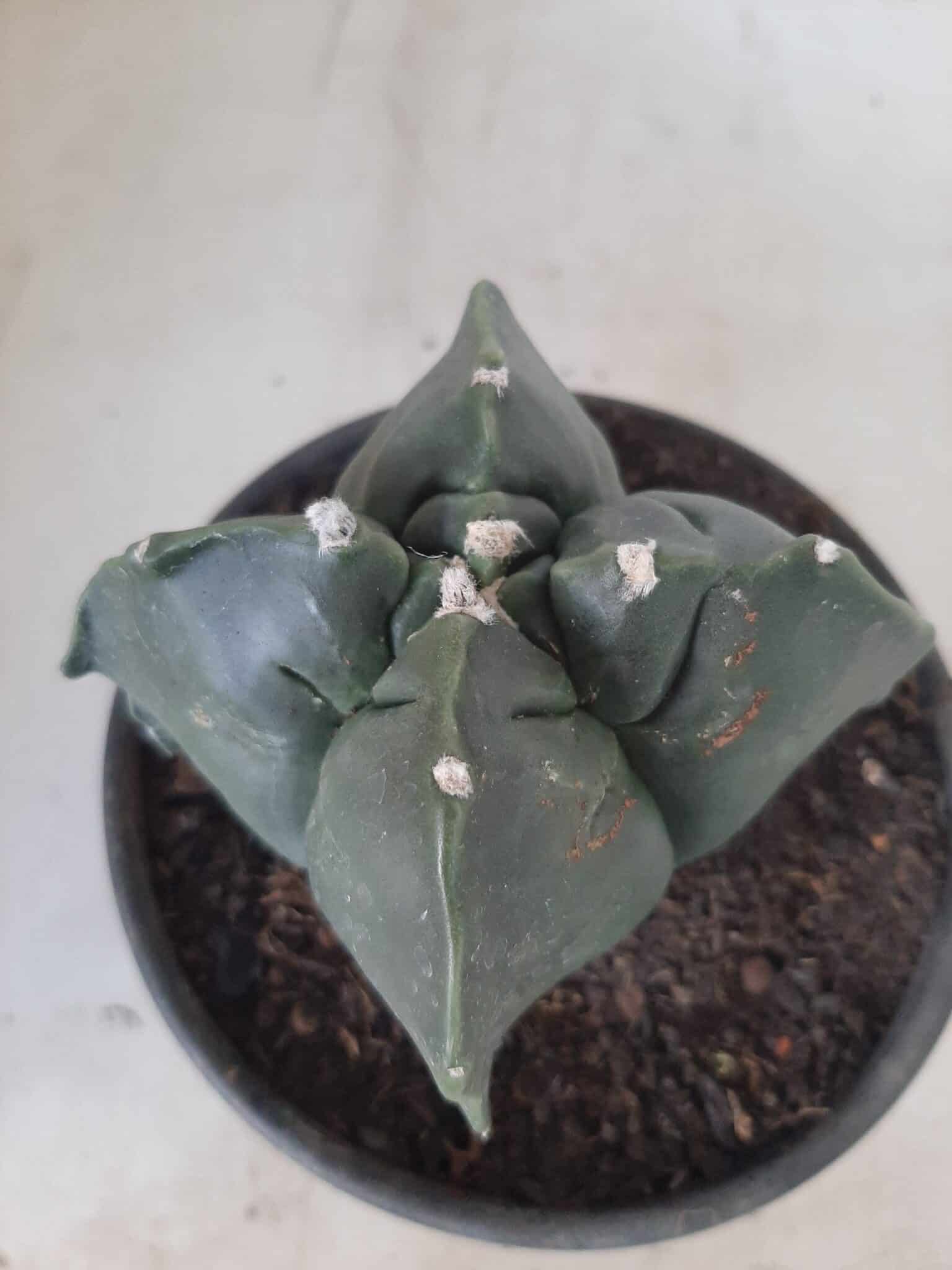 ASTROPHYTUM cv KIKKO "4 quinas" Nº 265 – vaso 11