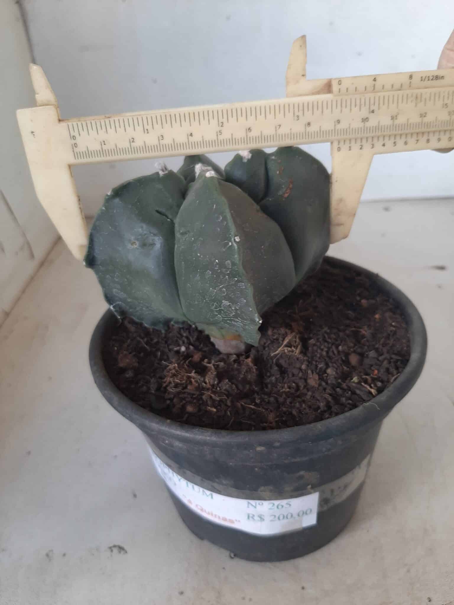 ASTROPHYTUM cv KIKKO "4 quinas" Nº 265 – vaso 11