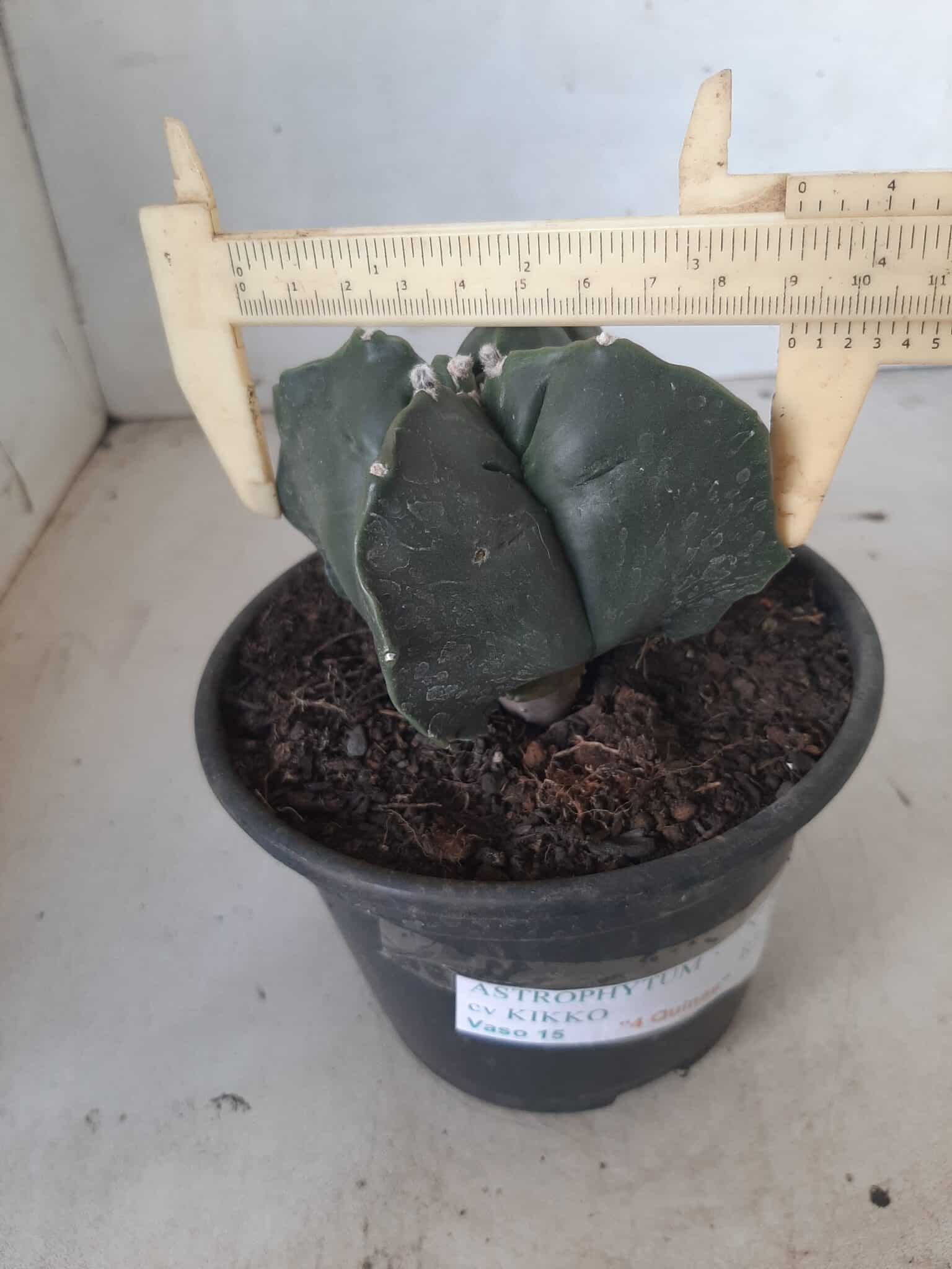 ASTROPHYTUM cv KIKKO "4 quinas" Nº 265 – vaso 11