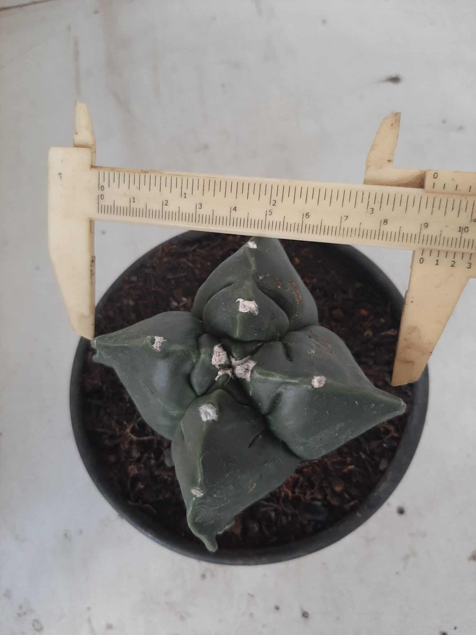ASTROPHYTUM cv KIKKO "4 quinas" Nº 265 – vaso 11