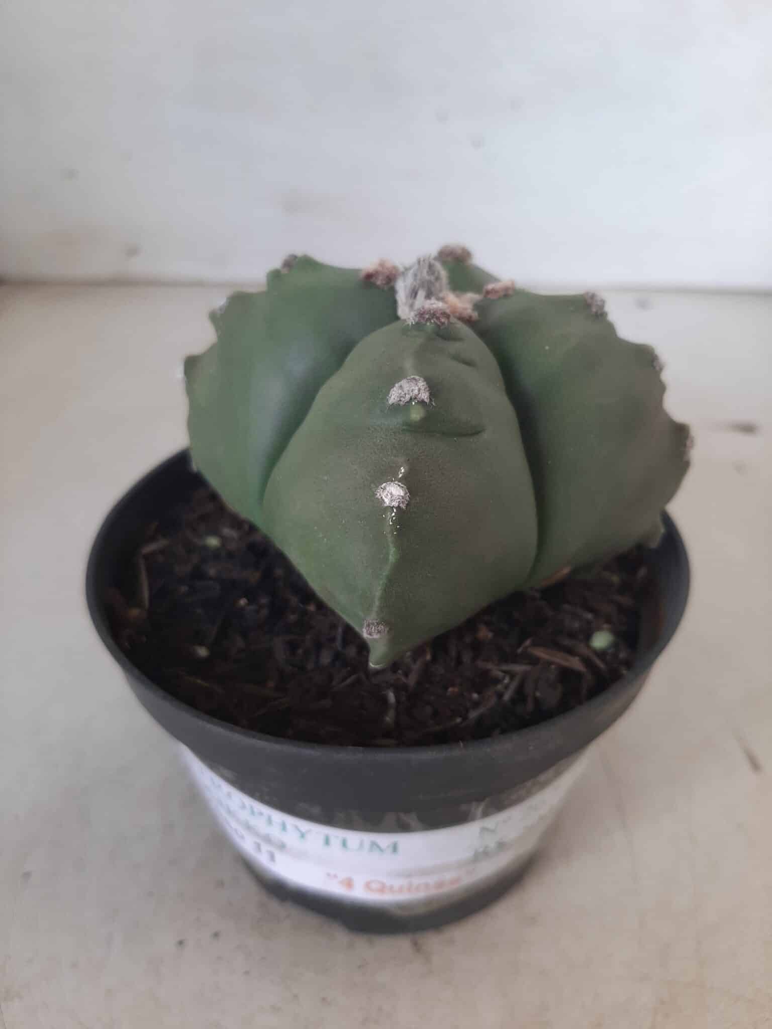 ASTROPHYTUM cv KIKKO "4 quinas" Nº 267 – vaso 11