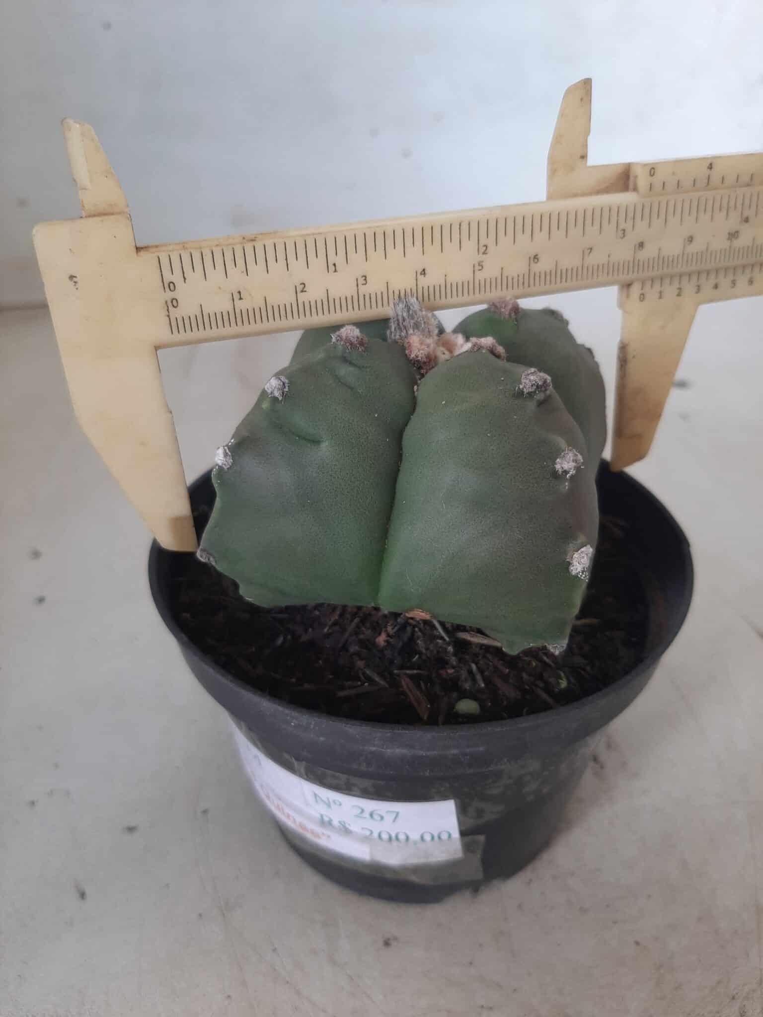ASTROPHYTUM cv KIKKO "4 quinas" Nº 267 – vaso 11