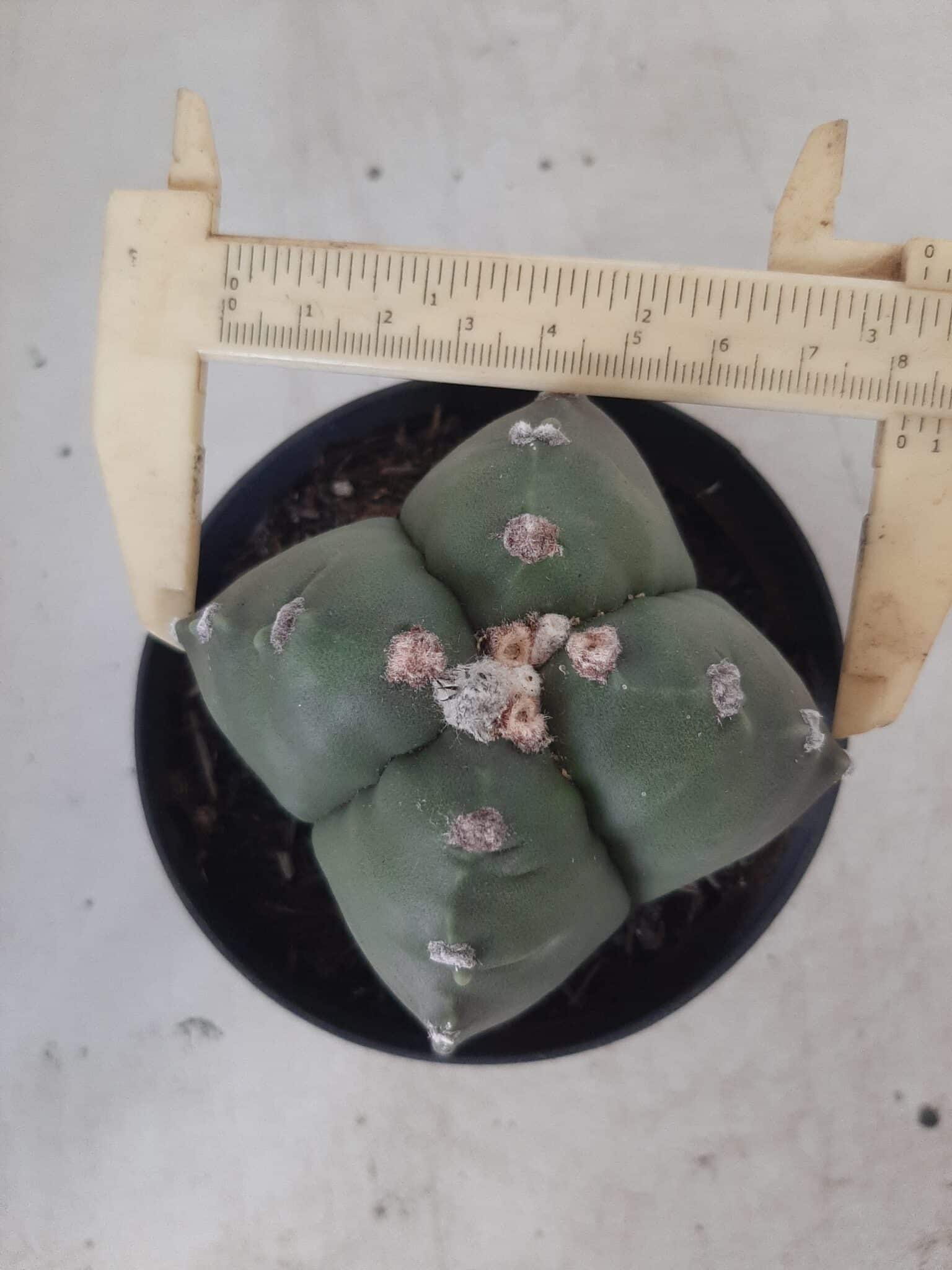 ASTROPHYTUM cv KIKKO "4 quinas" Nº 267 – vaso 11