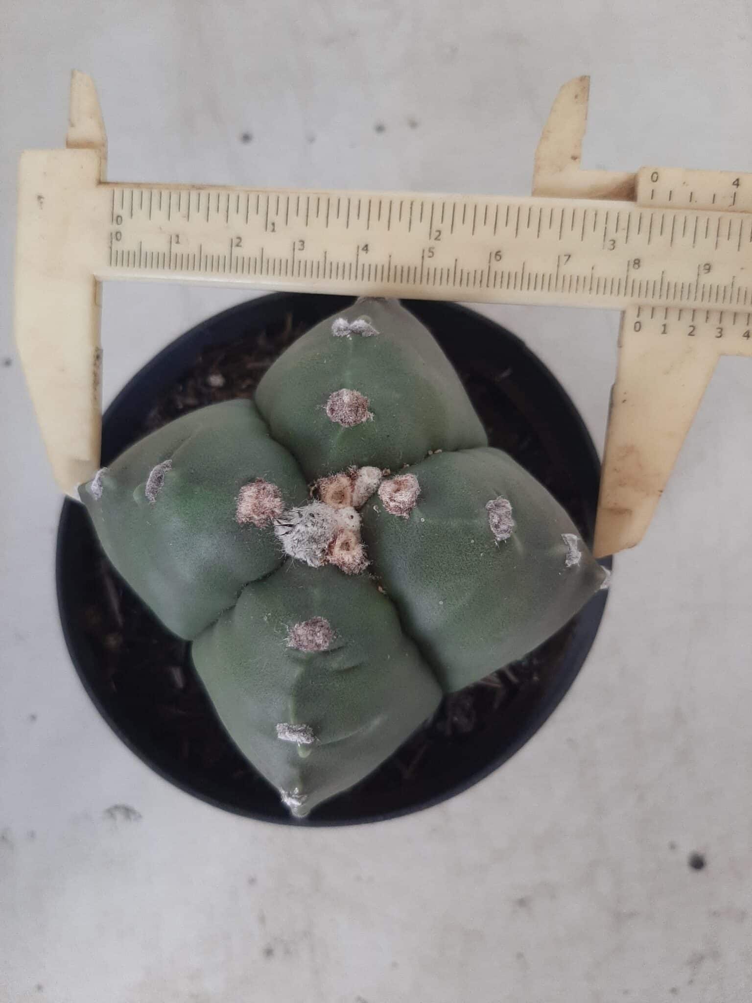 ASTROPHYTUM cv KIKKO "4 quinas" Nº 267 – vaso 11