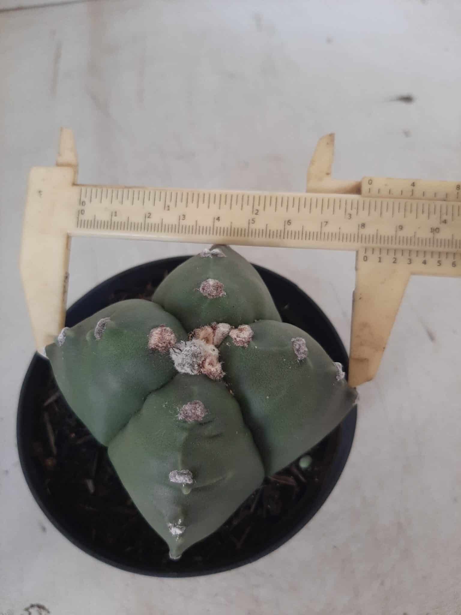 ASTROPHYTUM cv KIKKO "4 quinas" Nº 267 – vaso 11