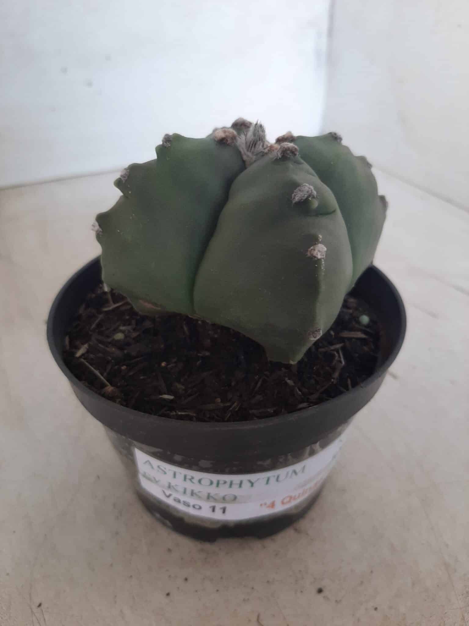 ASTROPHYTUM cv KIKKO "4 quinas" Nº 267 – vaso 11