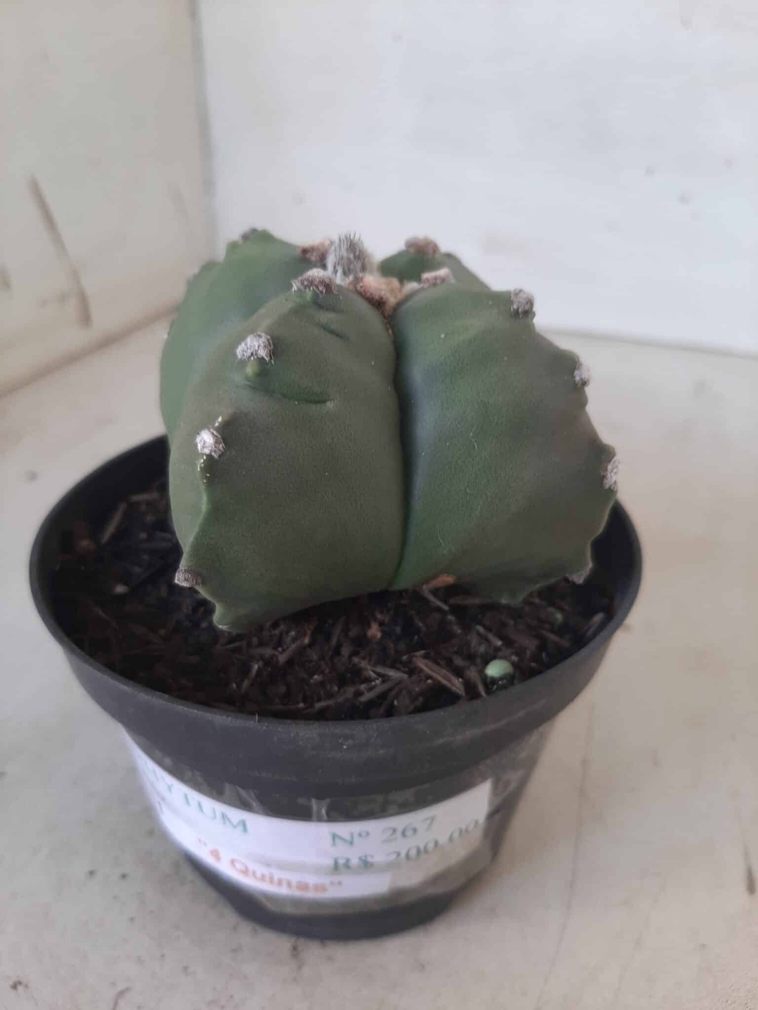 ASTROPHYTUM cv KIKKO "4 quinas" Nº 267 – vaso 11