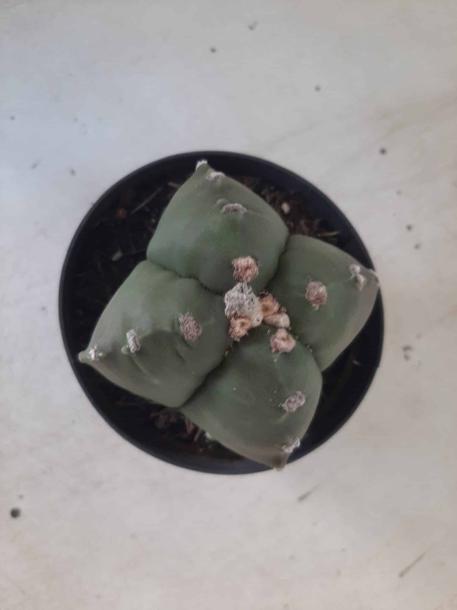 ASTROPHYTUM cv KIKKO "4 quinas" Nº 267 – vaso 11