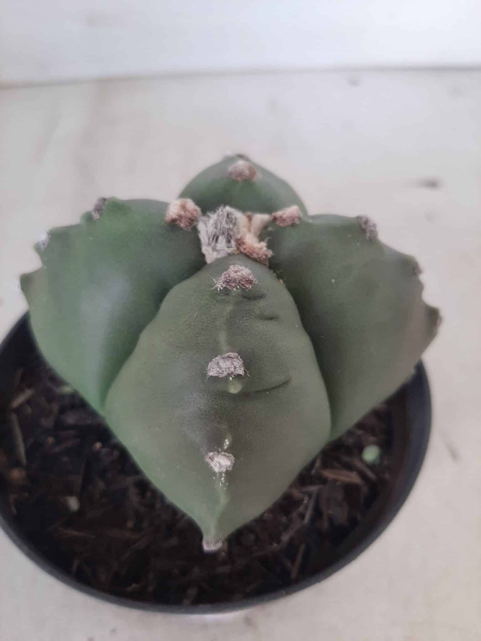 ASTROPHYTUM cv KIKKO "4 quinas" Nº 267 – vaso 11