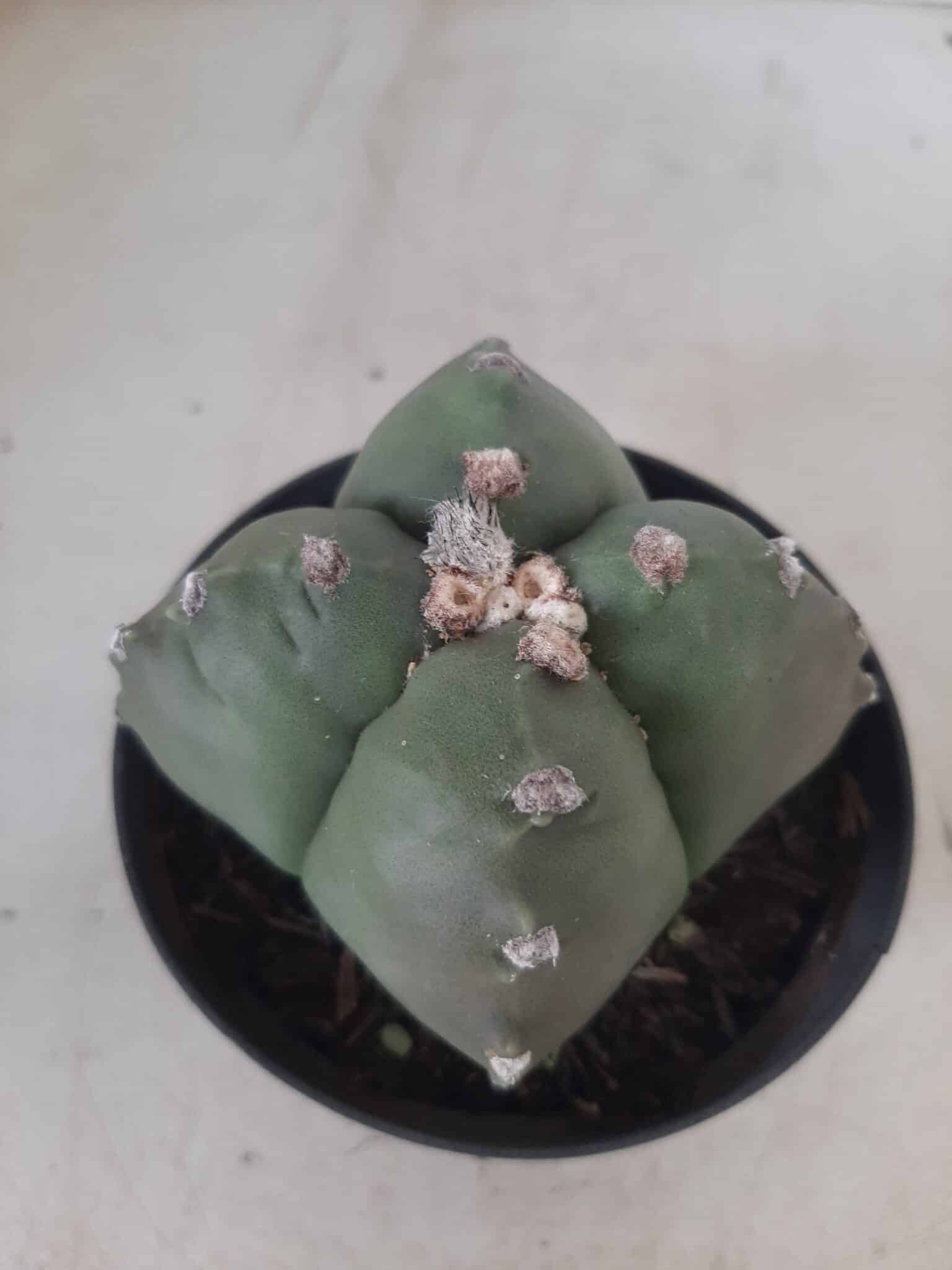 ASTROPHYTUM cv KIKKO "4 quinas" Nº 267 – vaso 11