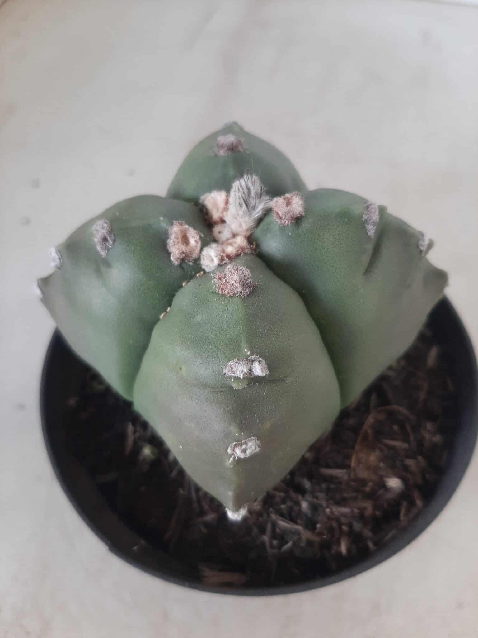 ASTROPHYTUM cv KIKKO "4 quinas" Nº 267 – vaso 11