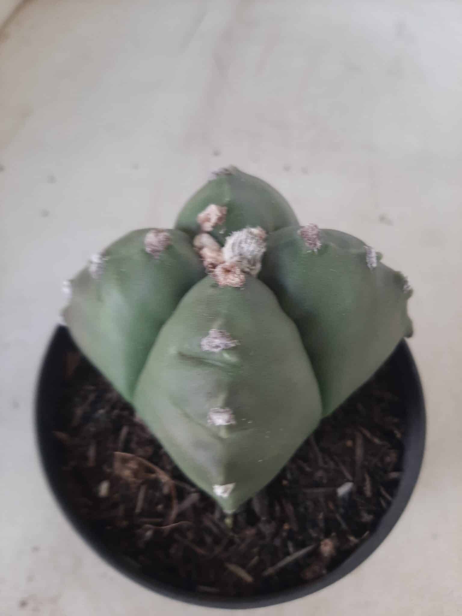 ASTROPHYTUM cv KIKKO "4 quinas" Nº 267 – vaso 11