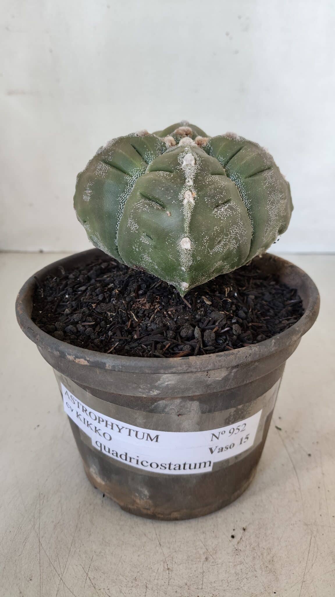 ASTROPHYTUM cv KIKKO "4 QUINAS"  Nº 952 – vaso 15