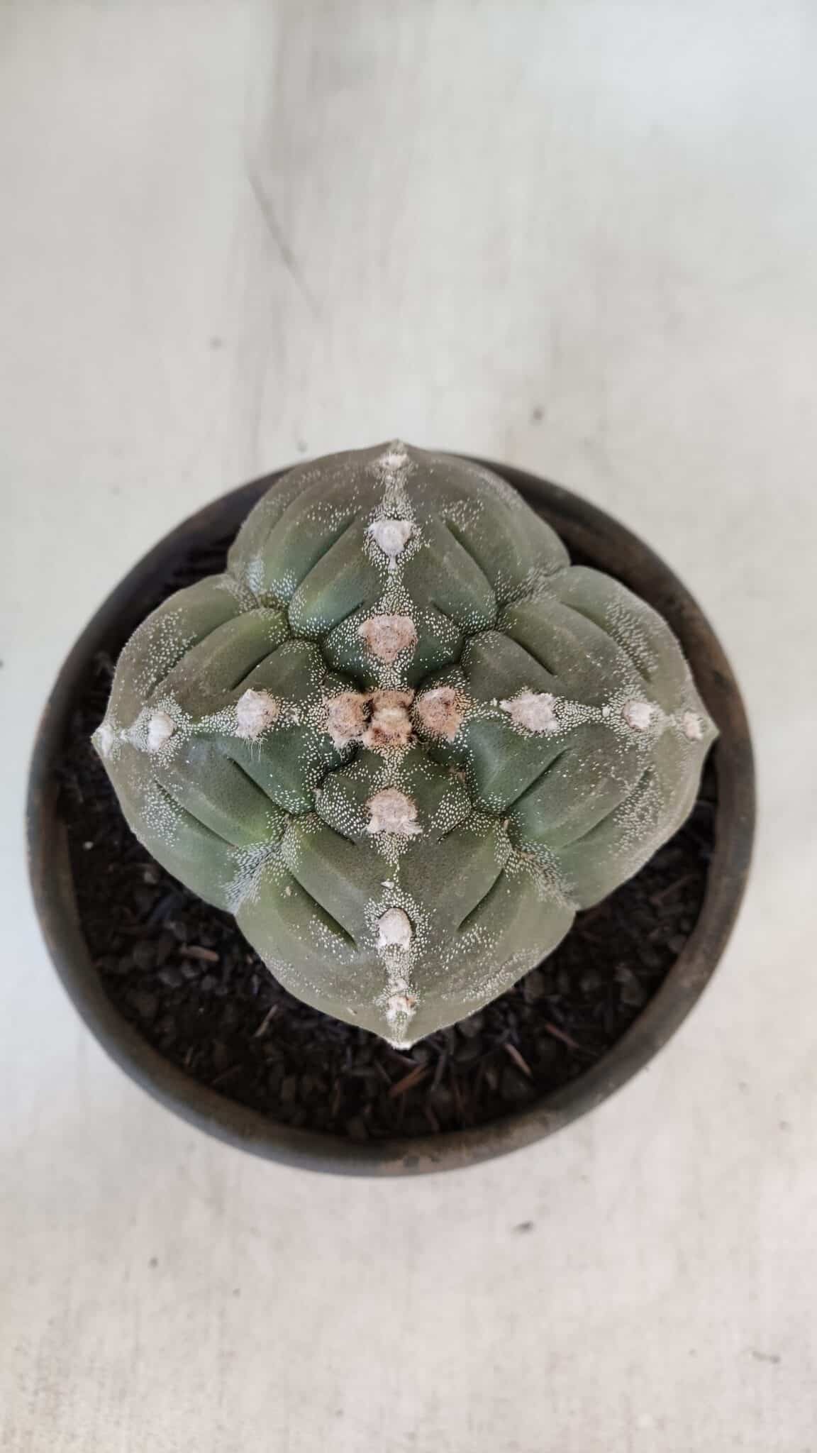 ASTROPHYTUM cv KIKKO "4 QUINAS"  Nº 952 – vaso 15