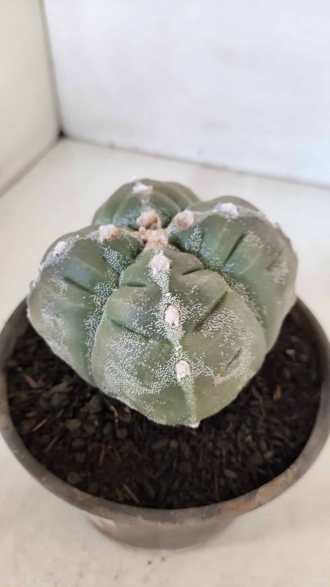 ASTROPHYTUM cv KIKKO "4 QUINAS"  Nº 952 – vaso 15
