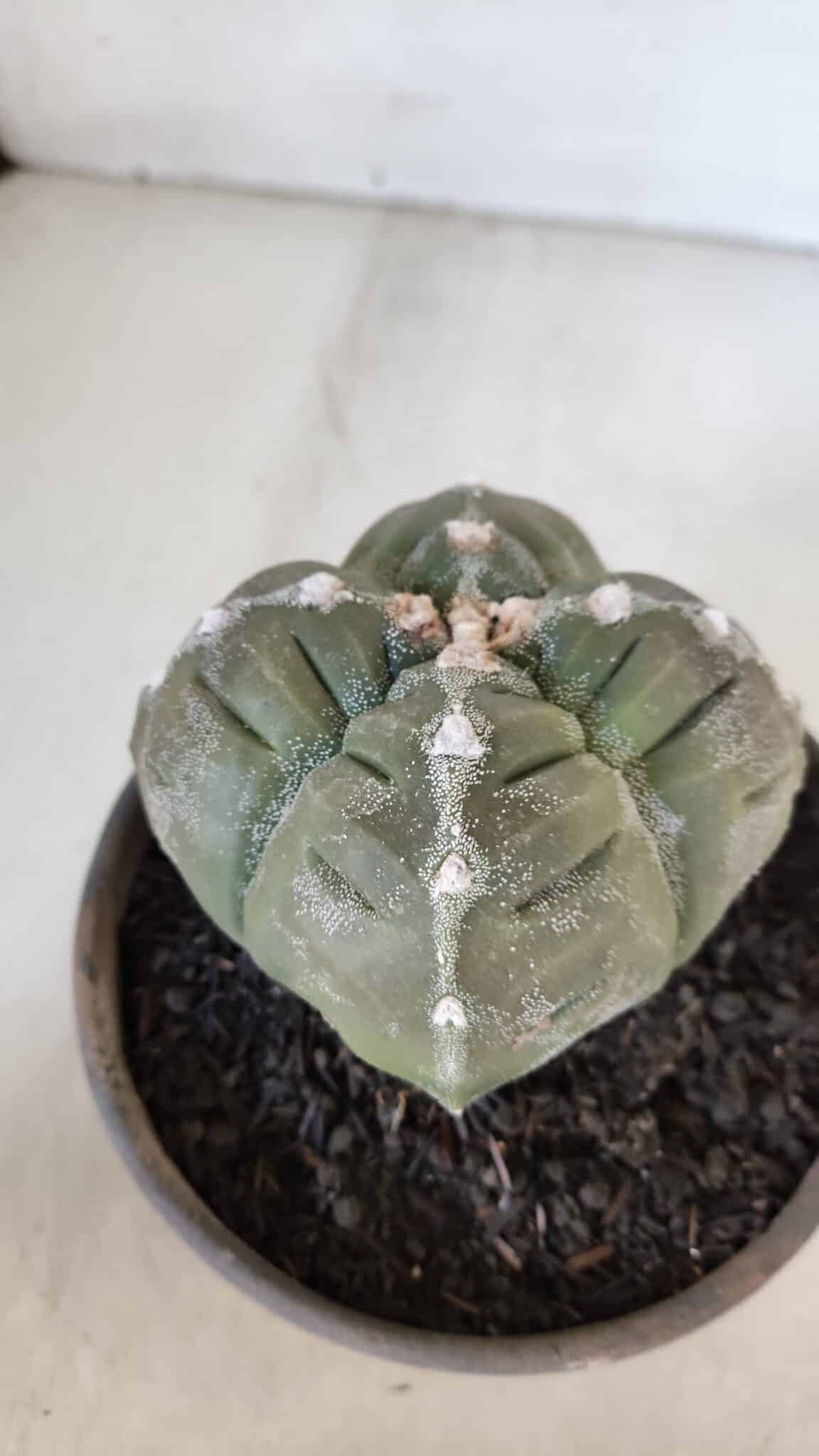ASTROPHYTUM cv KIKKO "4 QUINAS"  Nº 952 – vaso 15