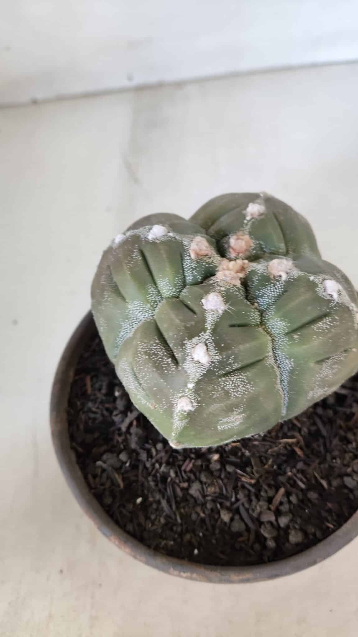 ASTROPHYTUM cv KIKKO "4 QUINAS"  Nº 952 – vaso 15