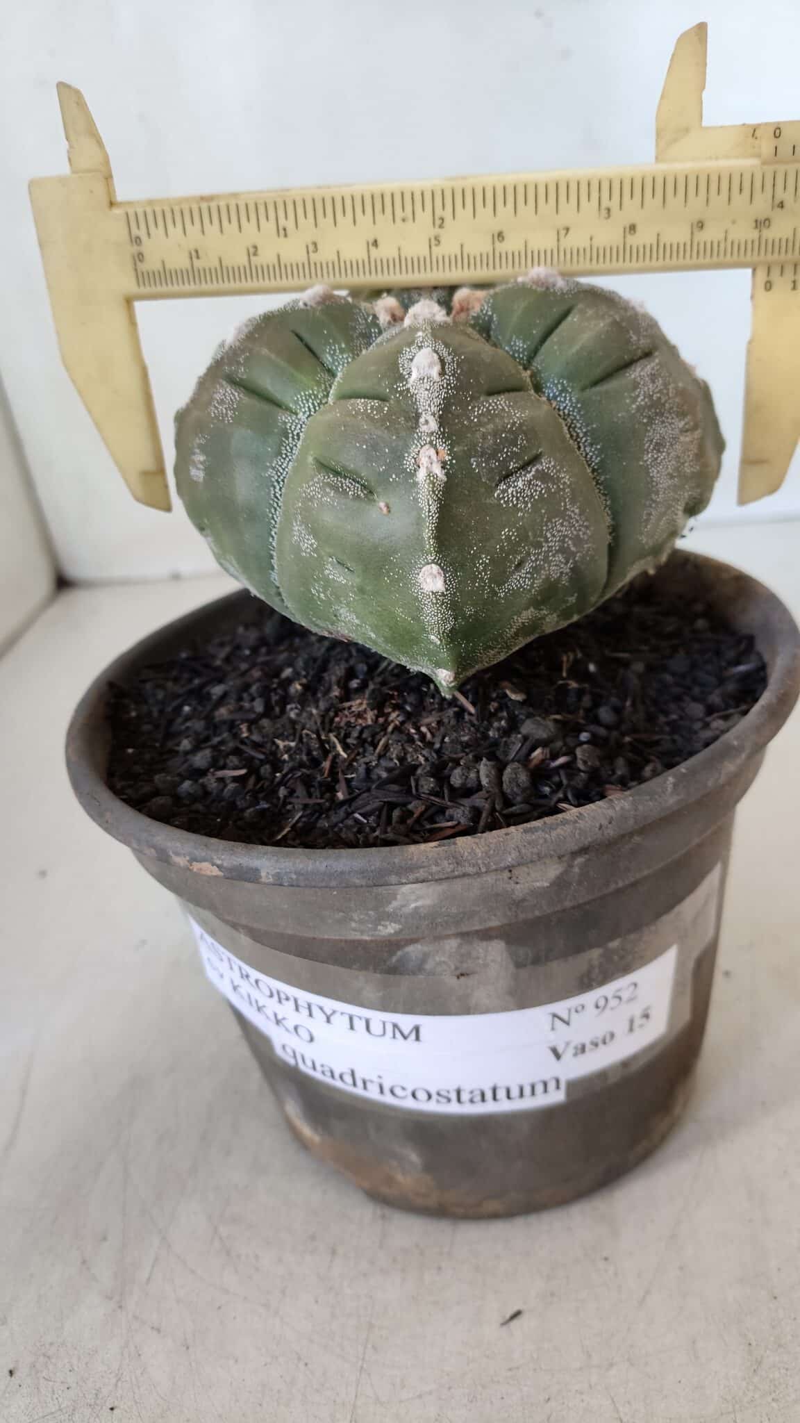 ASTROPHYTUM cv KIKKO "4 QUINAS"  Nº 952 – vaso 15