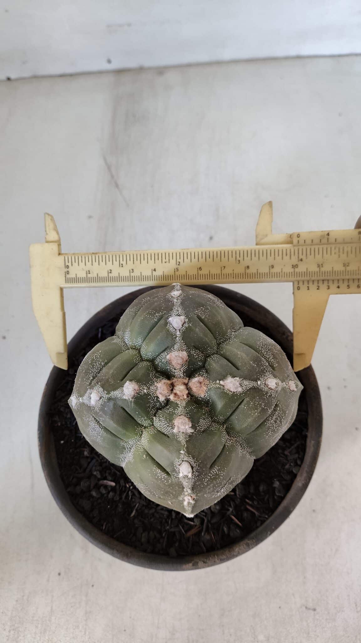 ASTROPHYTUM cv KIKKO "4 QUINAS"  Nº 952 – vaso 15