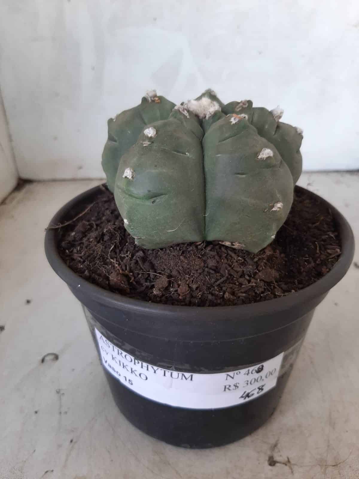 MATRIZ ASTROPHYTUM cv KIKKO  Nº 468 – vaso 15