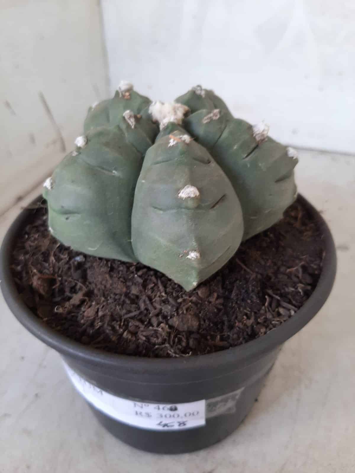 MATRIZ ASTROPHYTUM cv KIKKO  Nº 468 – vaso 15