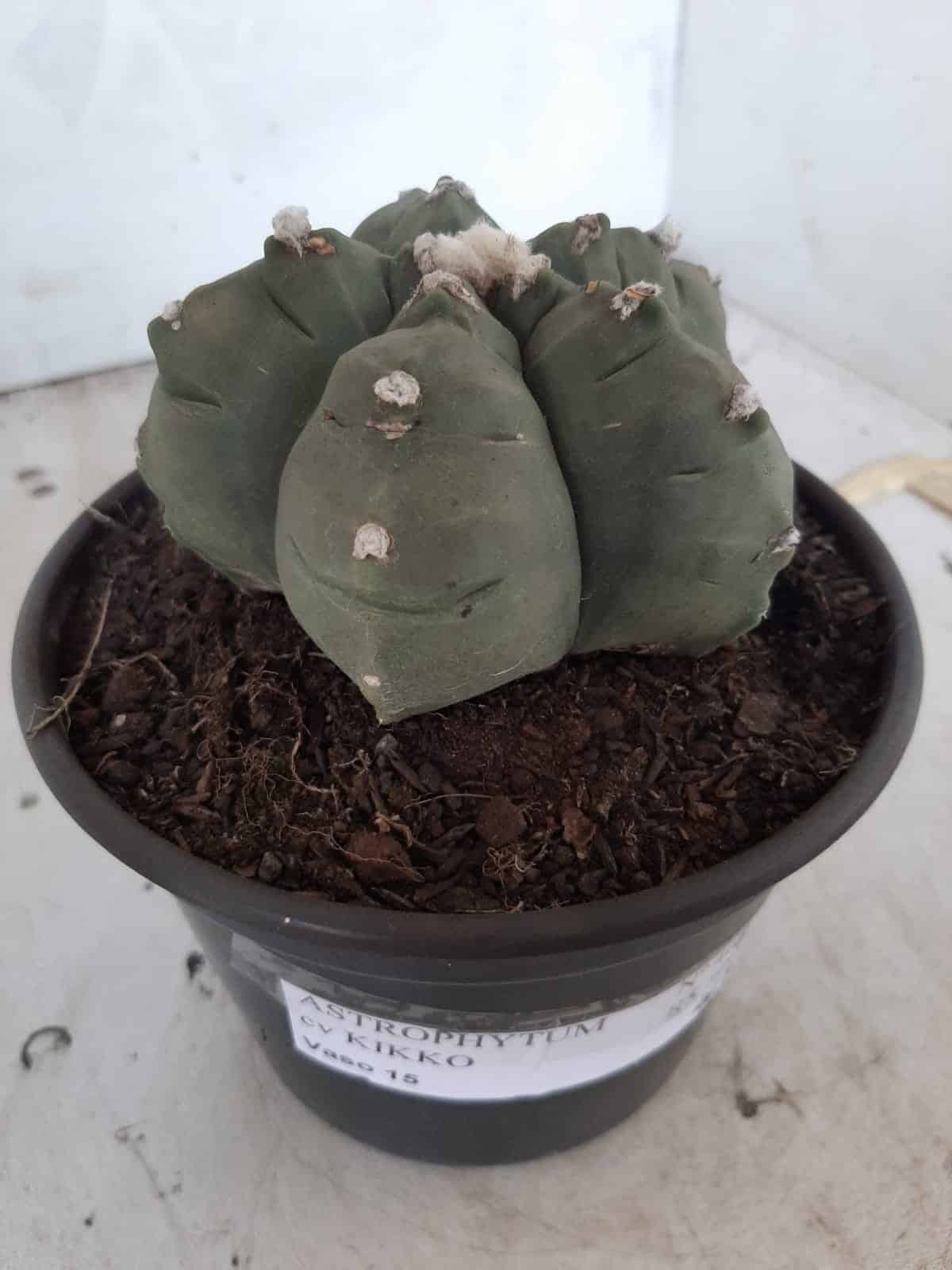 MATRIZ ASTROPHYTUM cv KIKKO  Nº 468 – vaso 15