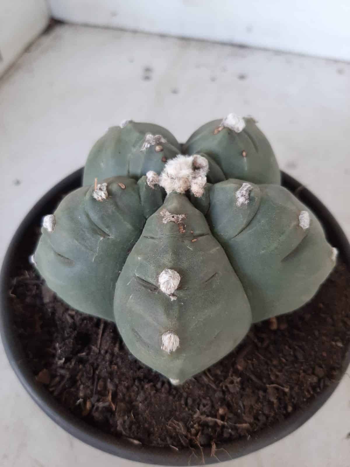 MATRIZ ASTROPHYTUM cv KIKKO  Nº 468 – vaso 15