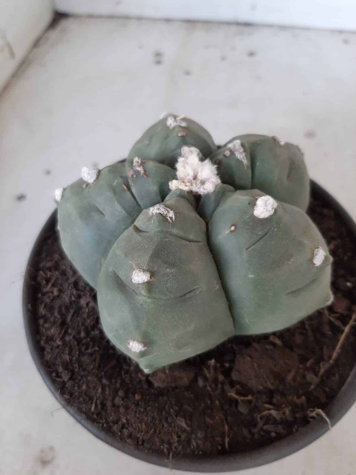 MATRIZ ASTROPHYTUM cv KIKKO  Nº 468 – vaso 15