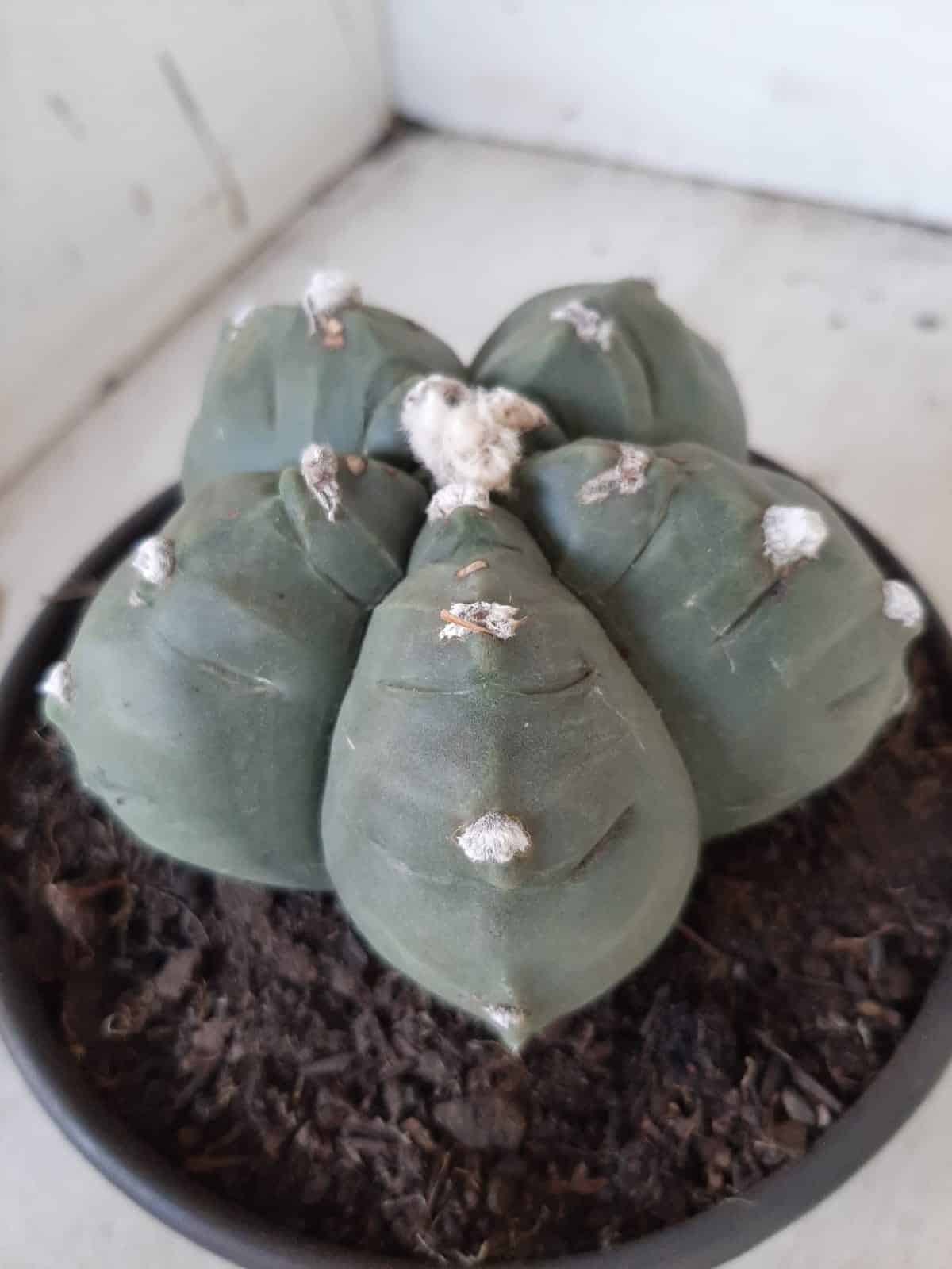 MATRIZ ASTROPHYTUM cv KIKKO  Nº 468 – vaso 15