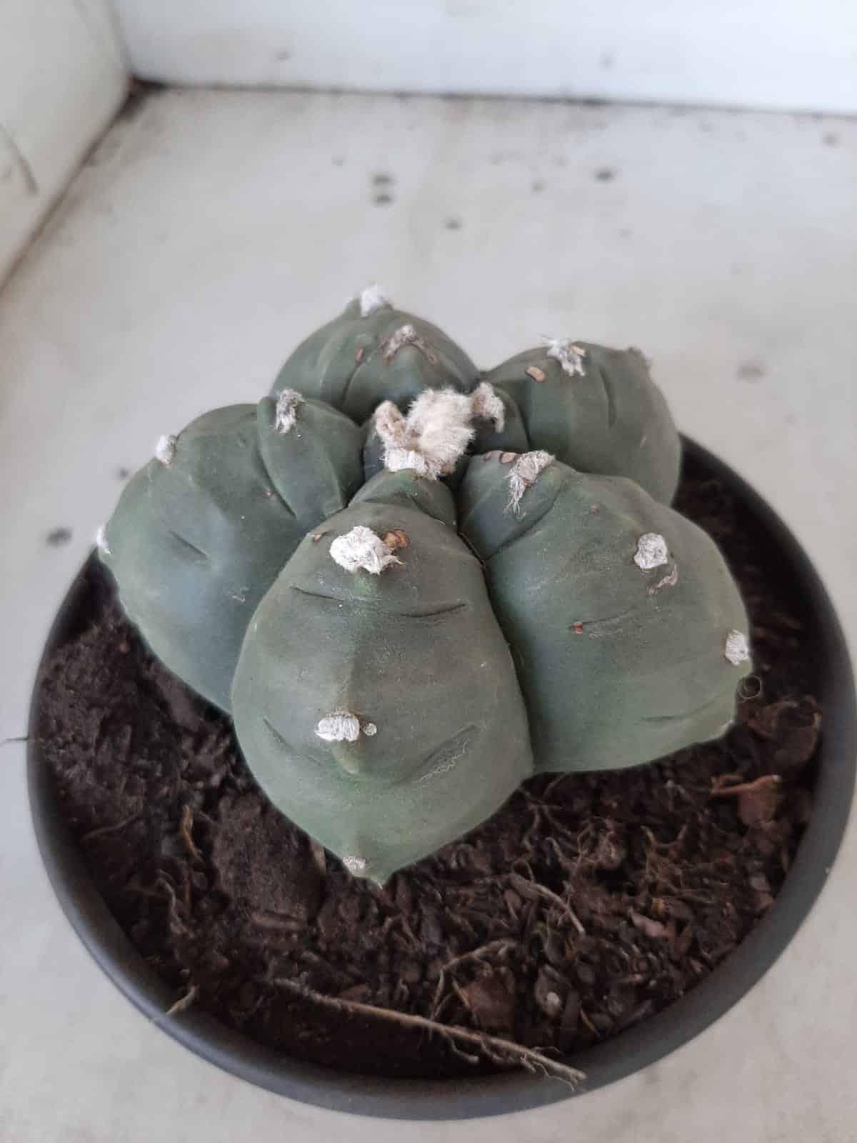 MATRIZ ASTROPHYTUM cv KIKKO  Nº 468 – vaso 15